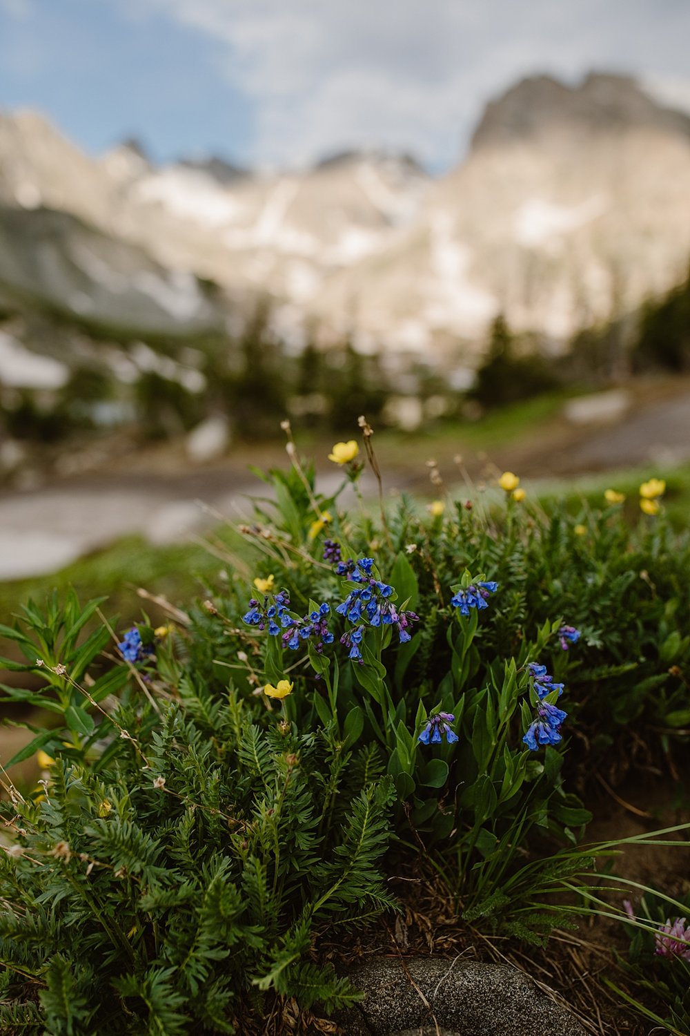 colorado summer wildflowers, just married handmade elopement signs, pine tree forest, backpacking elopement, high altitude hiking, colorado national forest, wedding bouquet in backpack