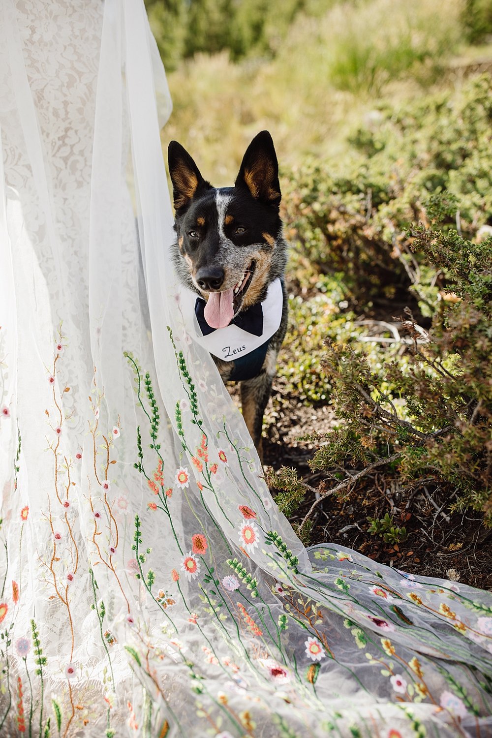 dog peeking around brides veil, dog sitting on bride's wedding dress, sapphire point elopement, dog friendly elopement, breckenridge colorado elopement, sapphire point wedding, floral bridal veil