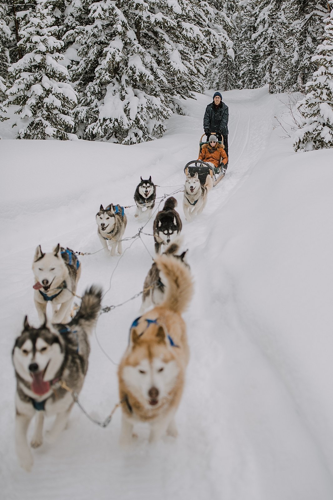 couple riding on dogsled together, breckenridge dogsledding tour, goodtimes adventures dogsled proposal, goodtimes adventures dogsledding engagements, colorado dogsledding, tiger road dogsledding