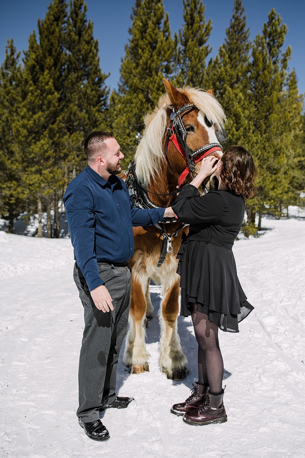 couple petting horse, horse drawn sleigh proposal, golden horseshoe proposal, engagements with horses, proposal with horses, propose on a horse sleigh ride, breckenridge horse sleigh ride