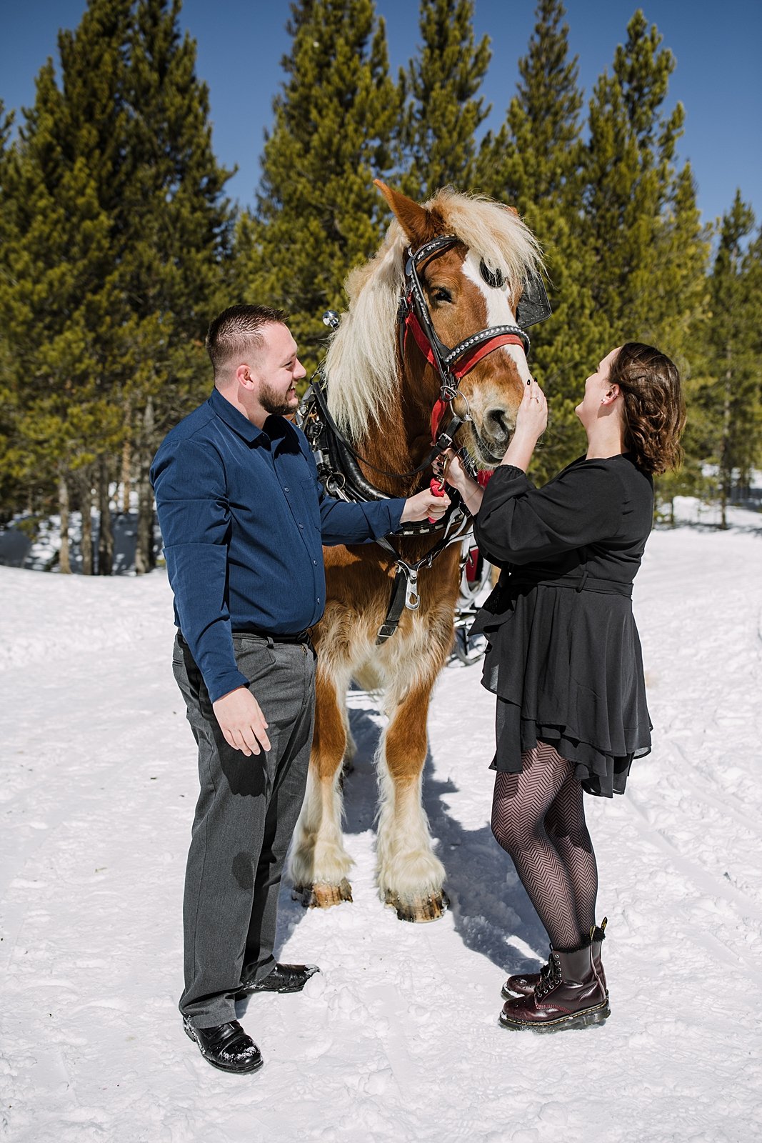 couple petting horse, horse drawn sleigh proposal, golden horseshoe proposal, engagements with horses, proposal with horses, propose on a horse sleigh ride, breckenridge horse sleigh ride