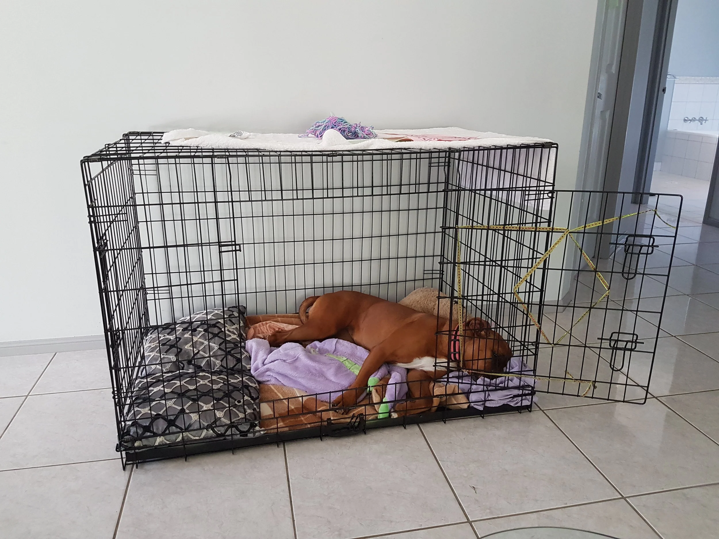 Marley 3.jpg