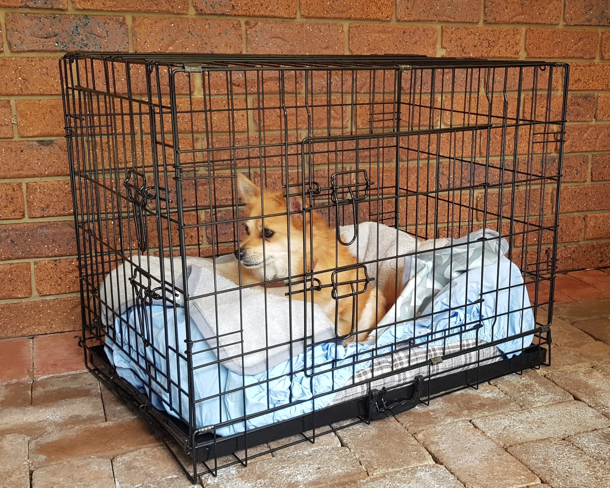 unleashed dog crate