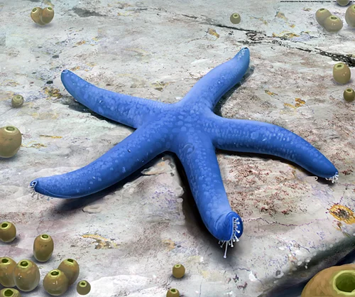 Starfish0102.jpg