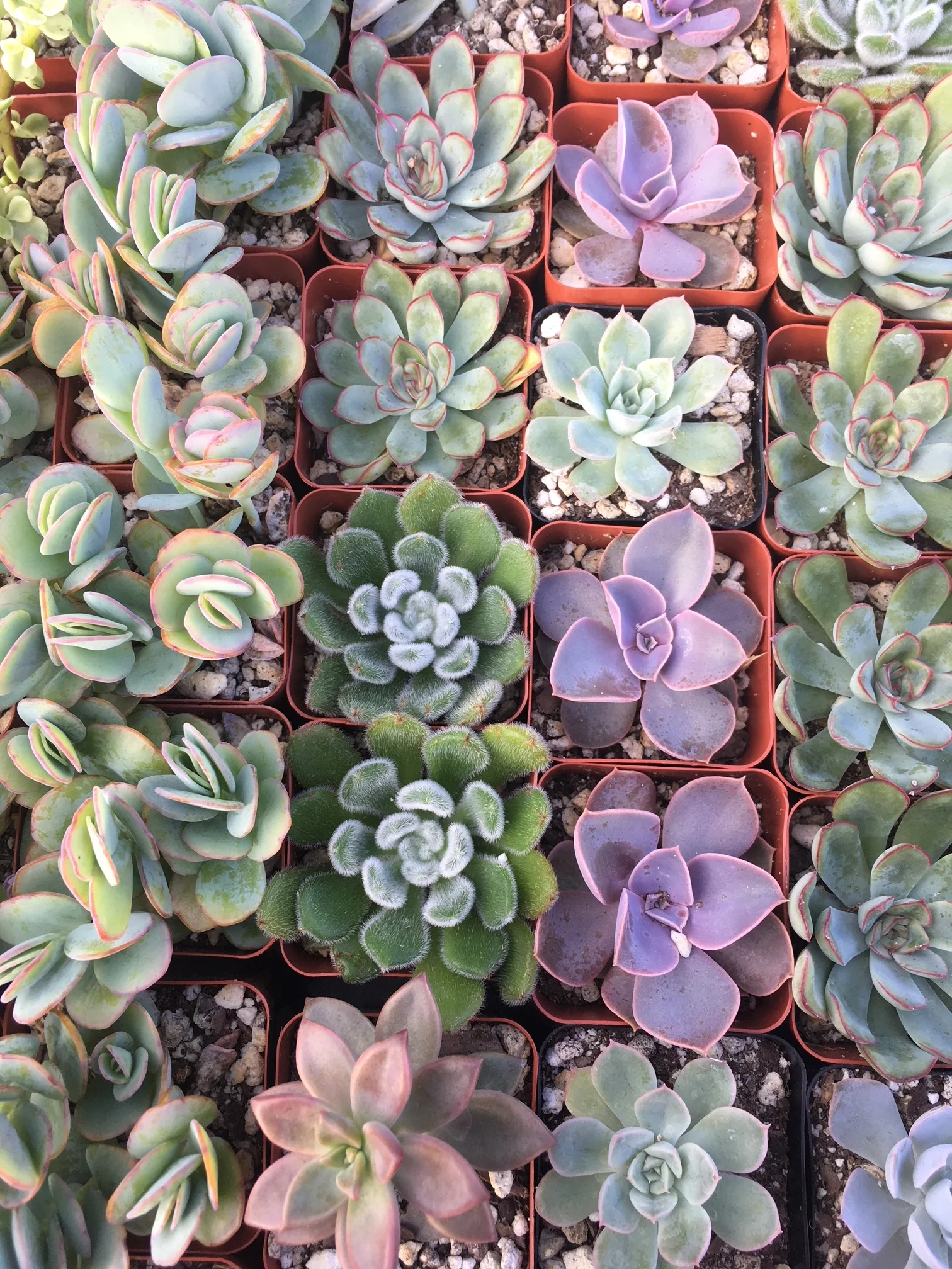 TACOS, TEQUILA and SUCCULENTS WORKSHOP - SOLD OUT!