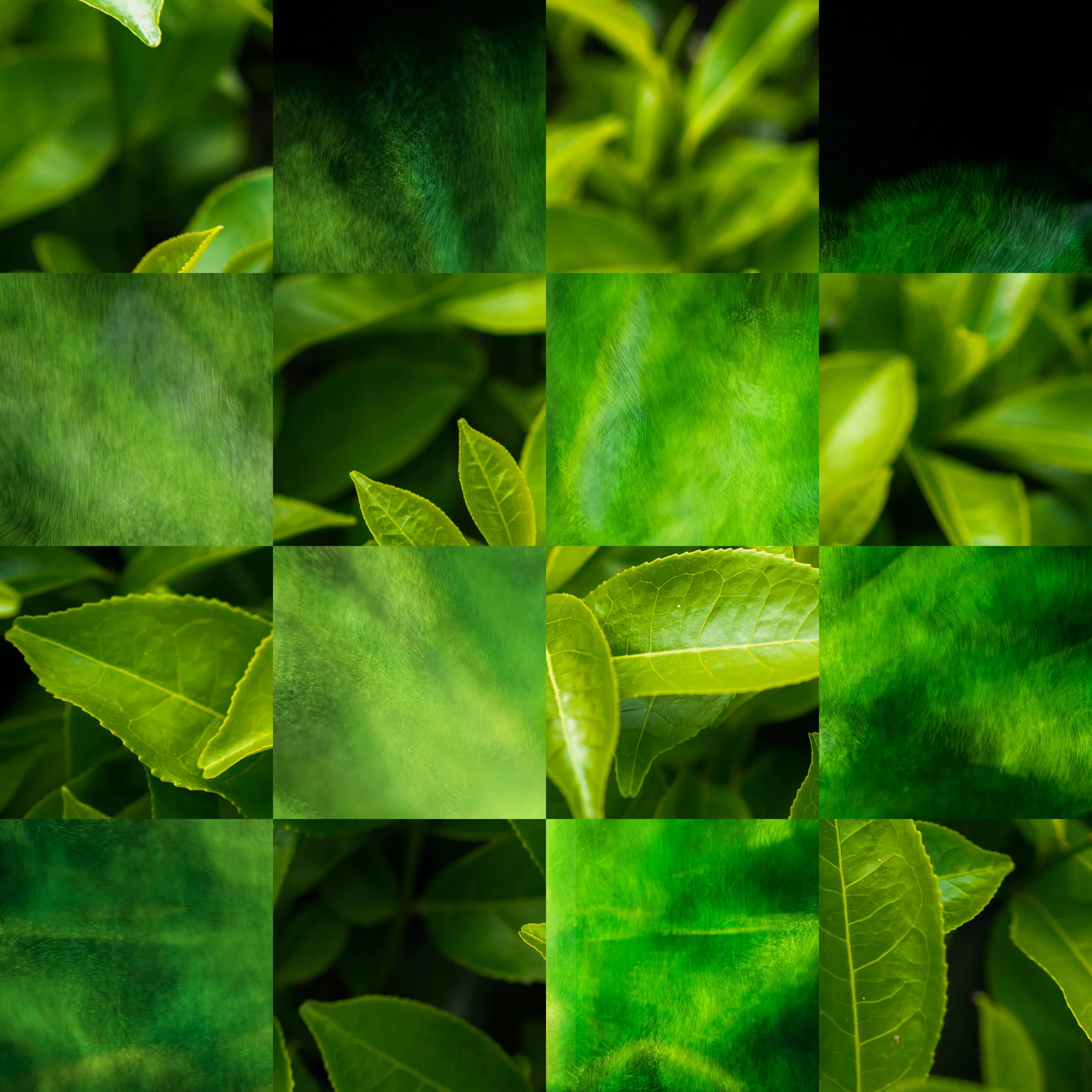 Tea Leaf