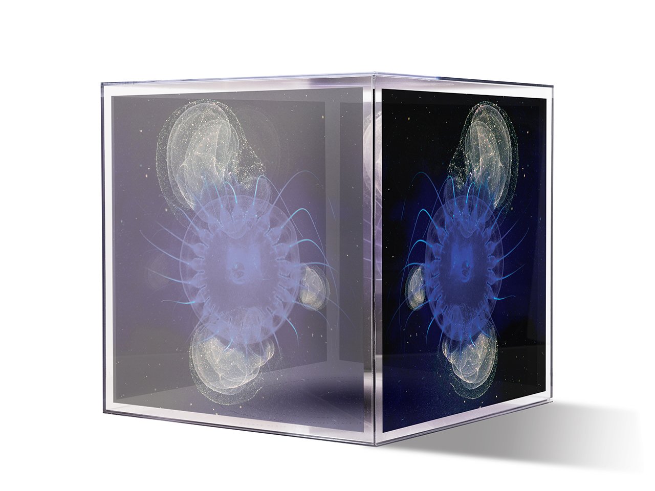 03-Dinnerplate-Jellyfish-lowres.jpg