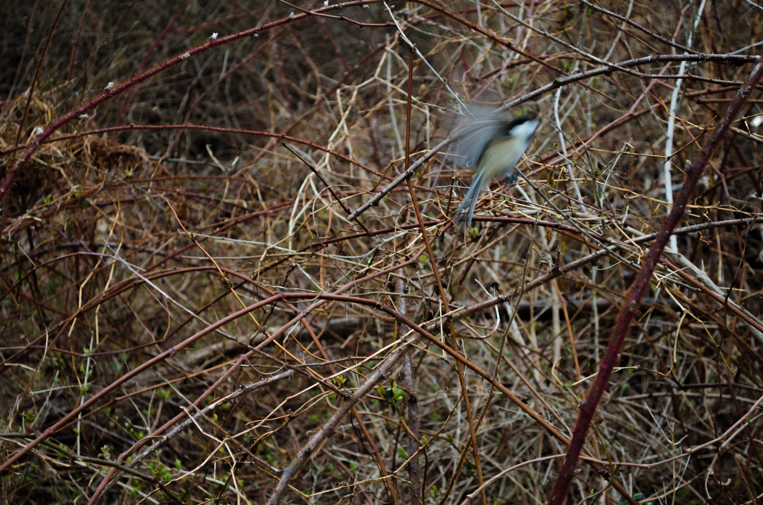 DSC_0019-2-4.jpg