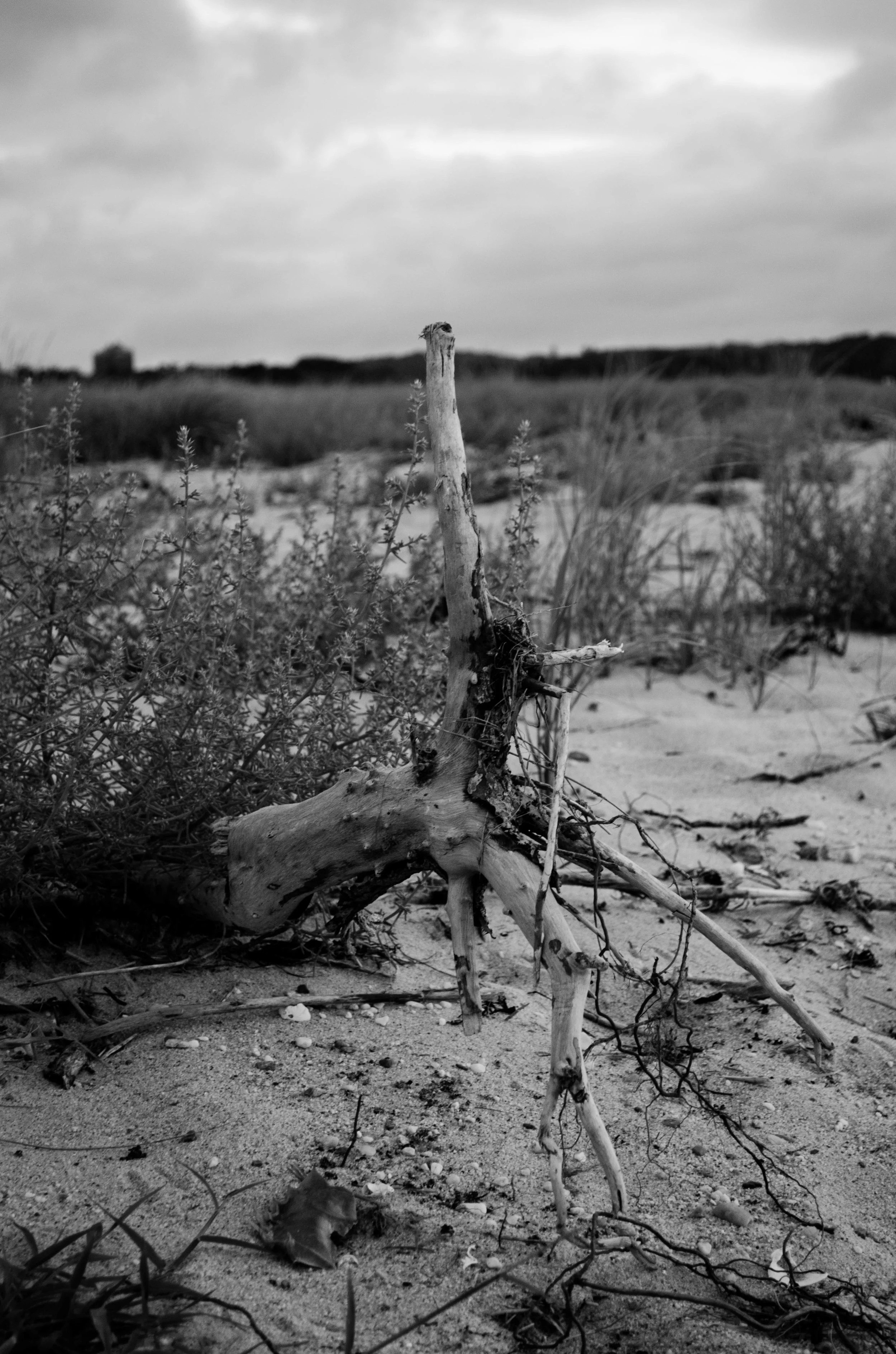 DSC_1202-2.jpg