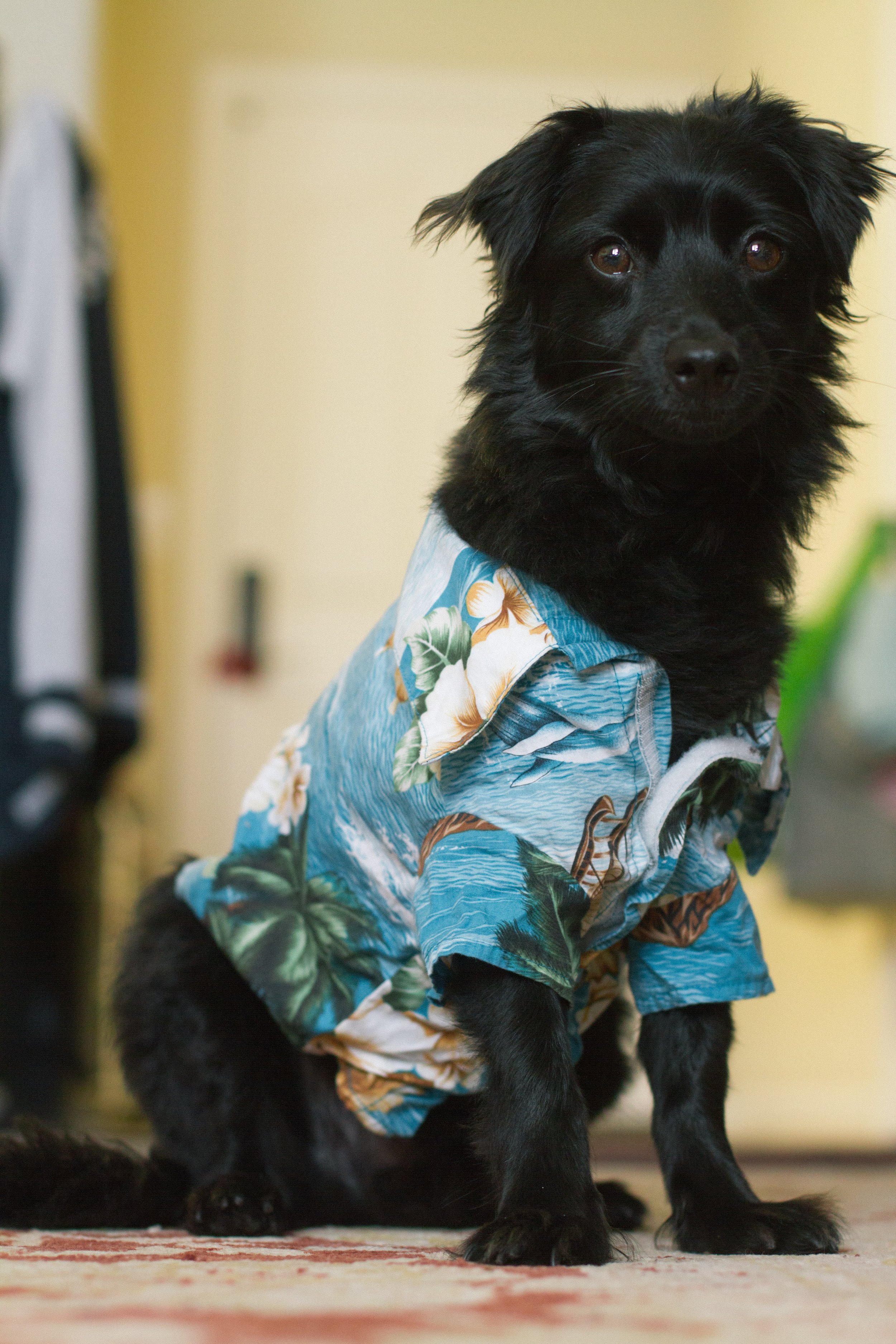 hawaiin shirt oso.jpg