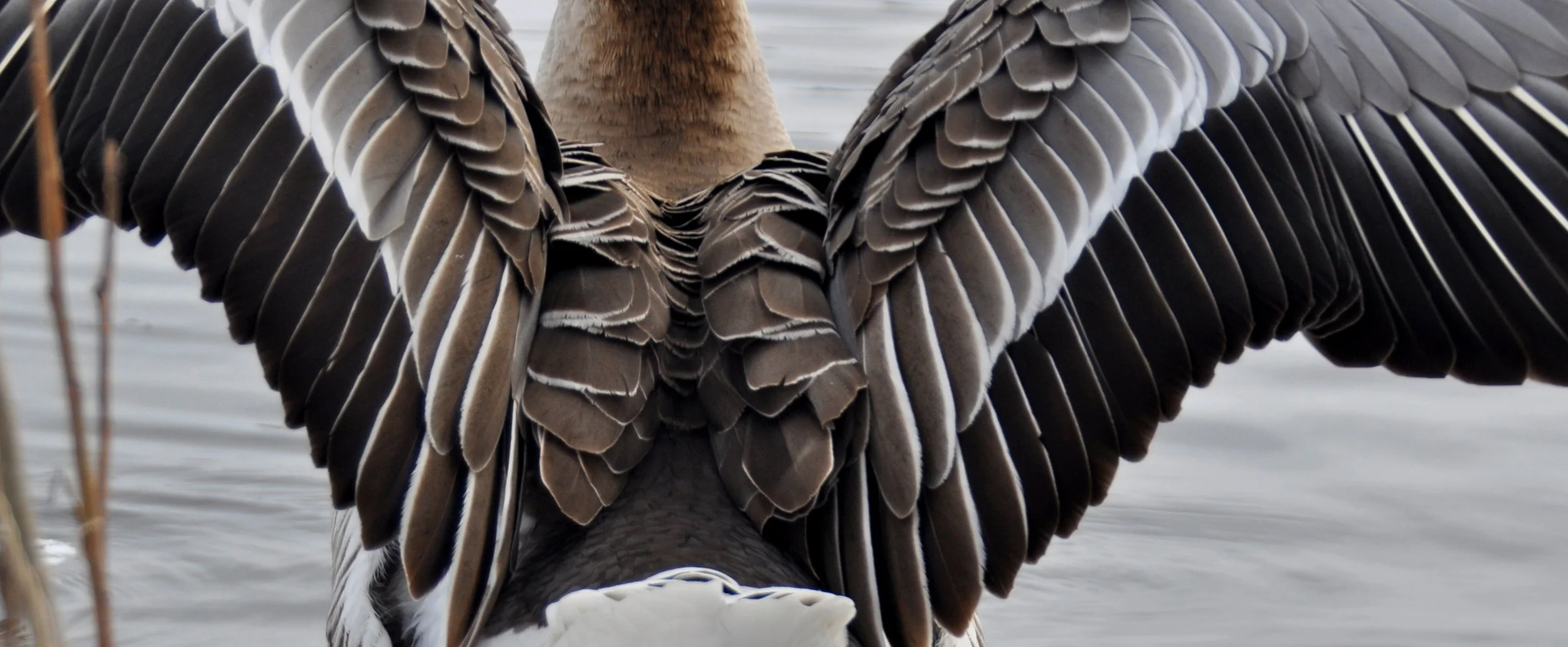 efitch-wingspan banner.JPG