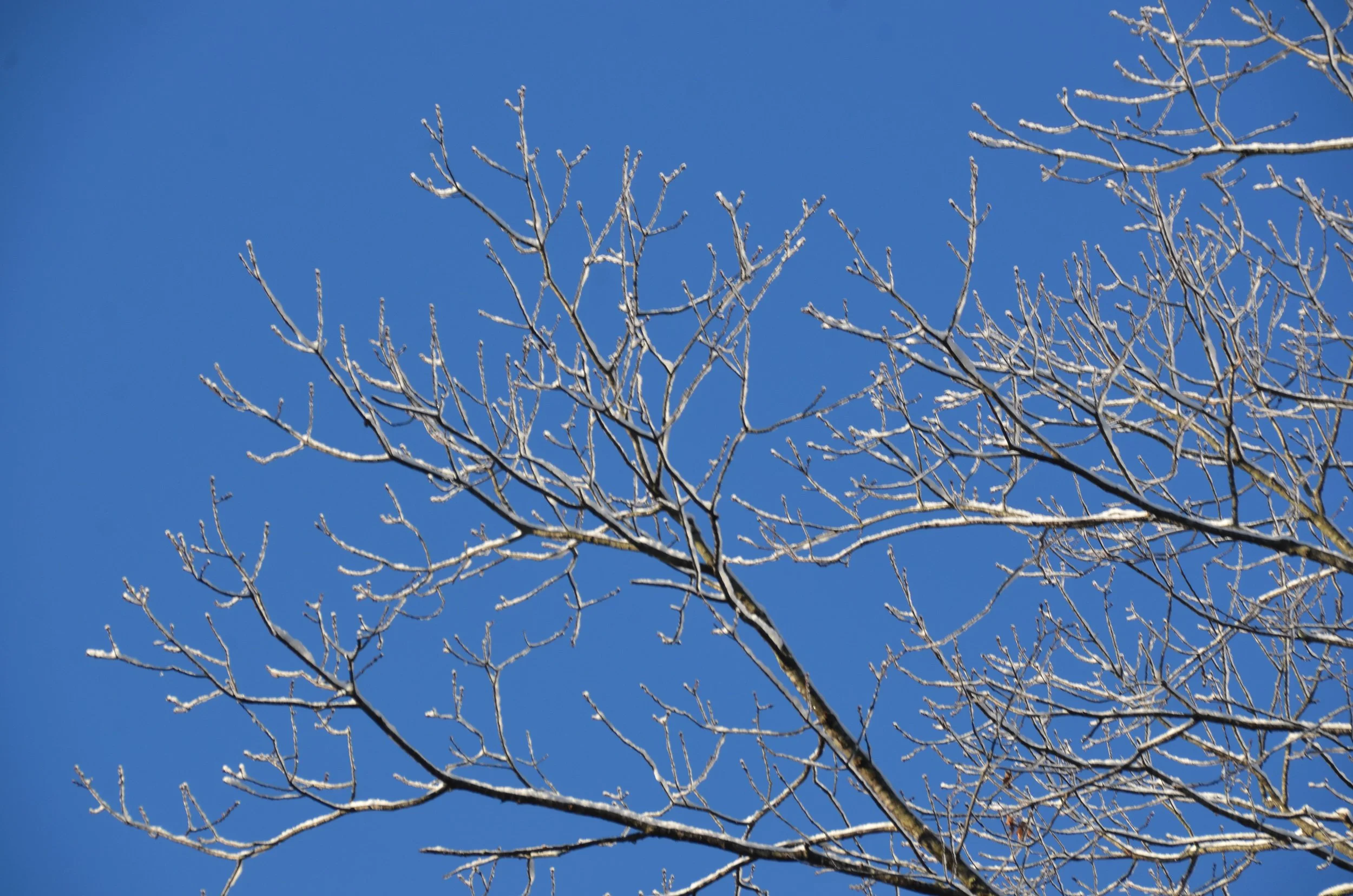 sprouting