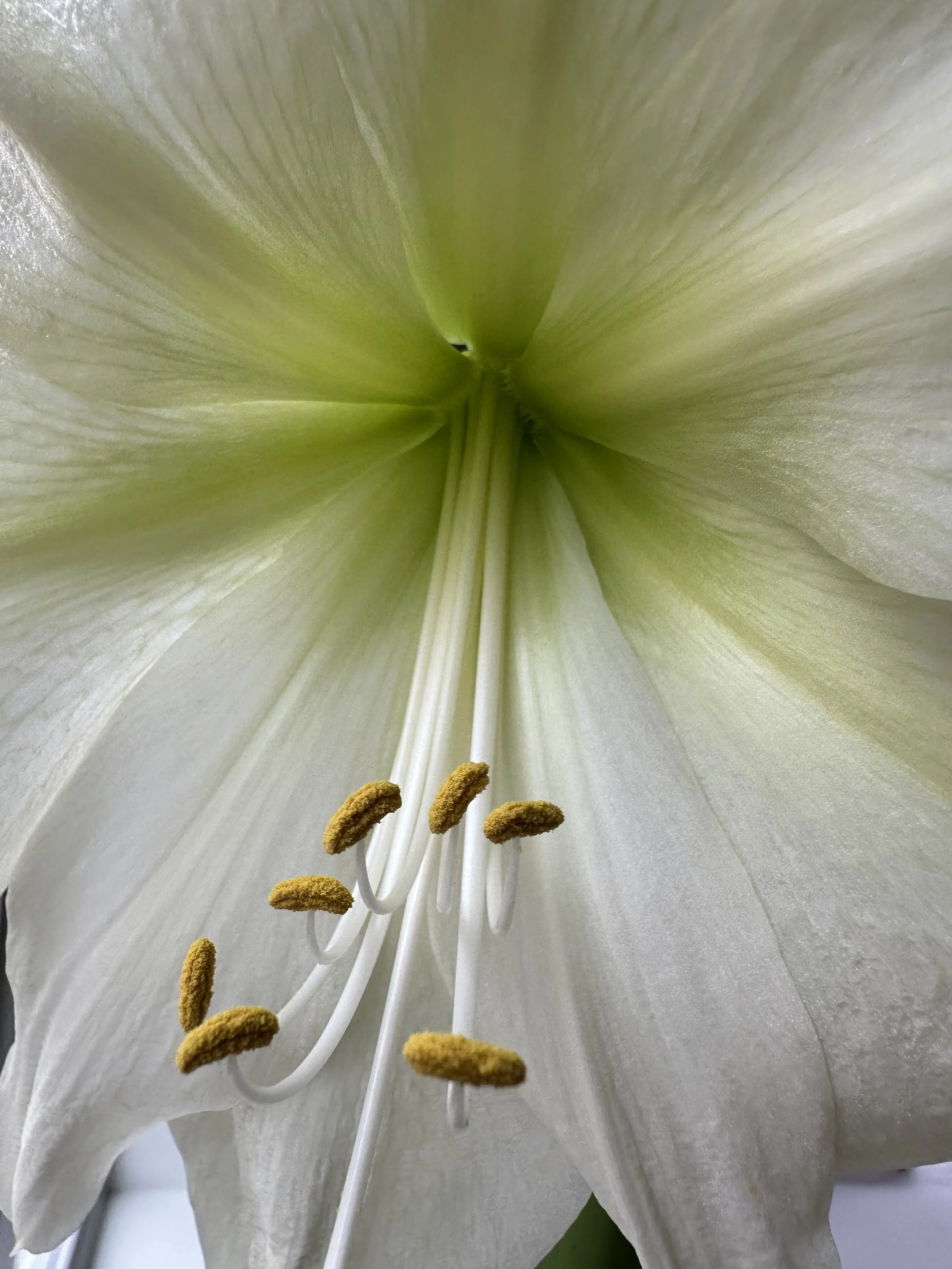 leaning always into the light