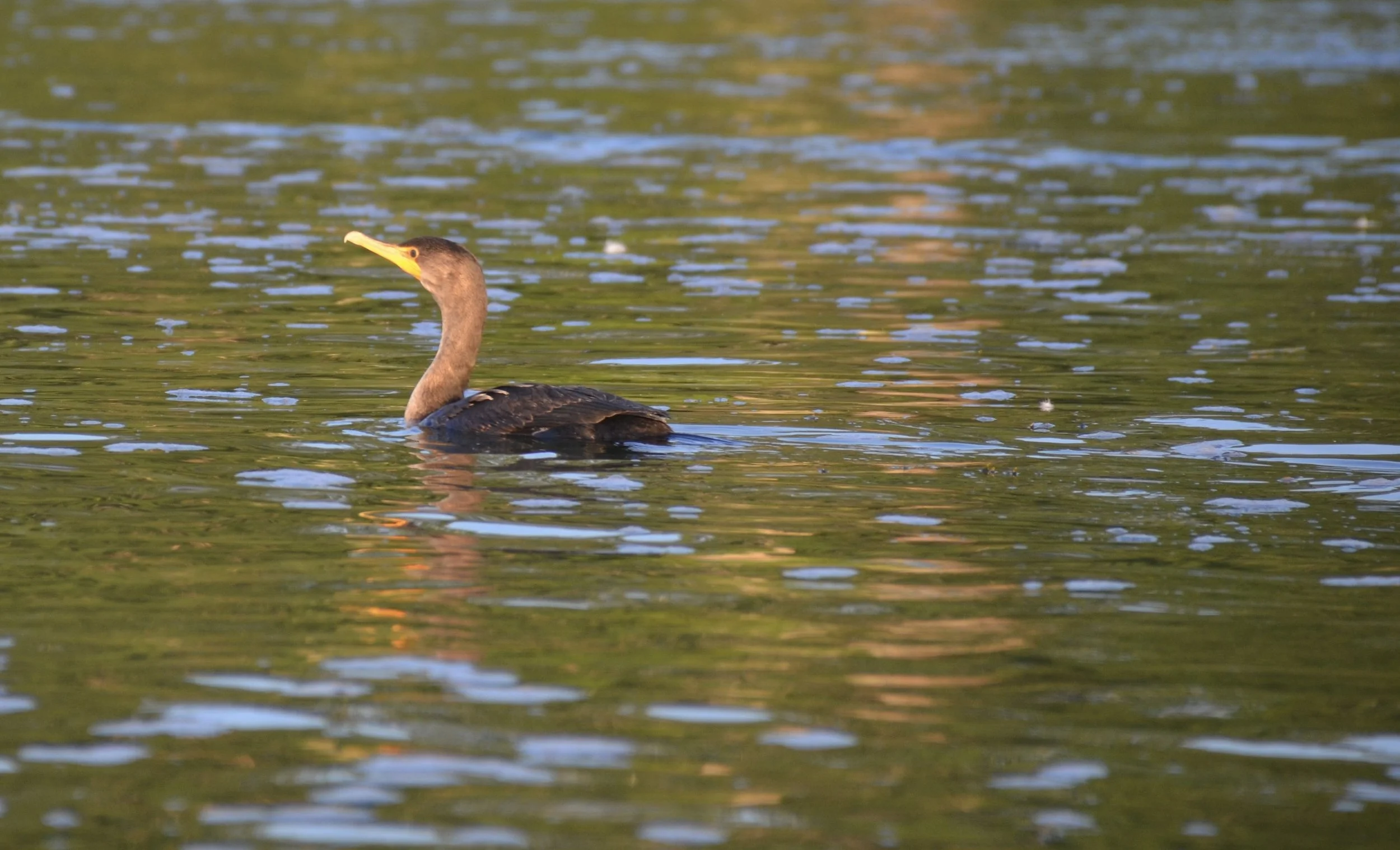 bird by bird