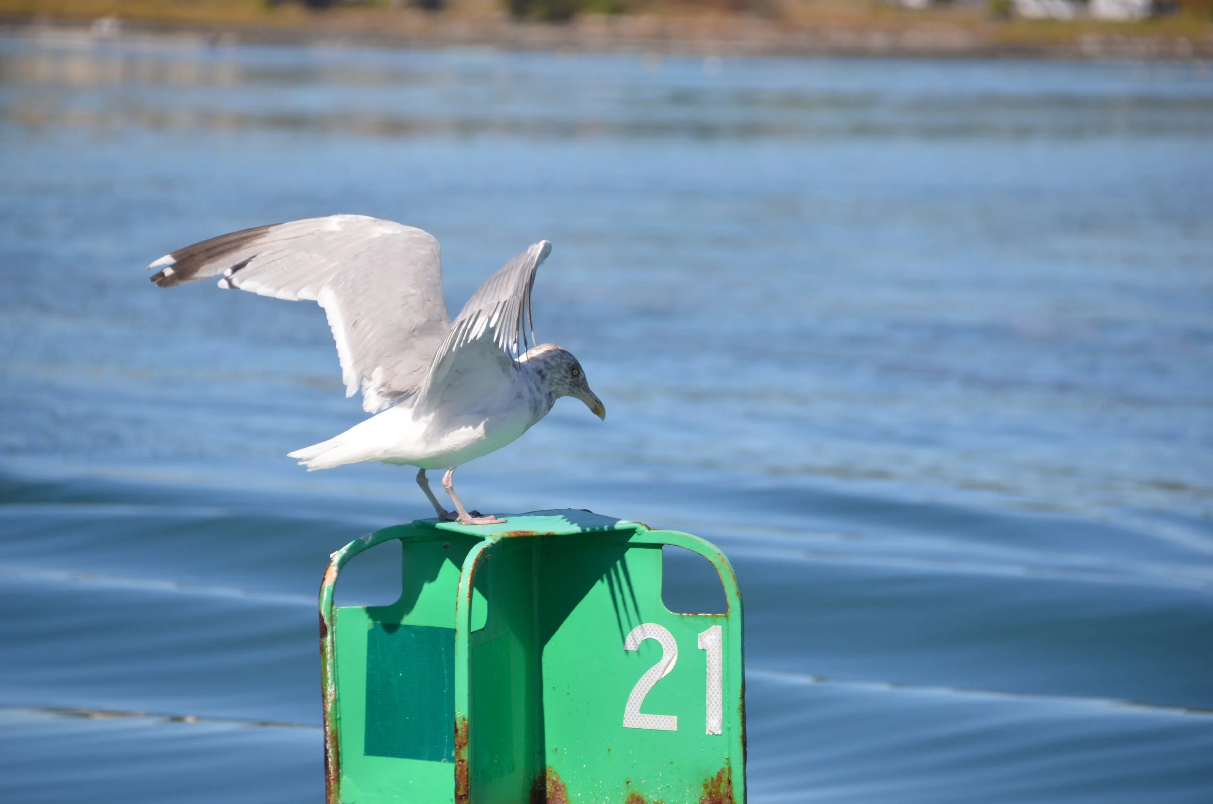 DSC_2331.JPG