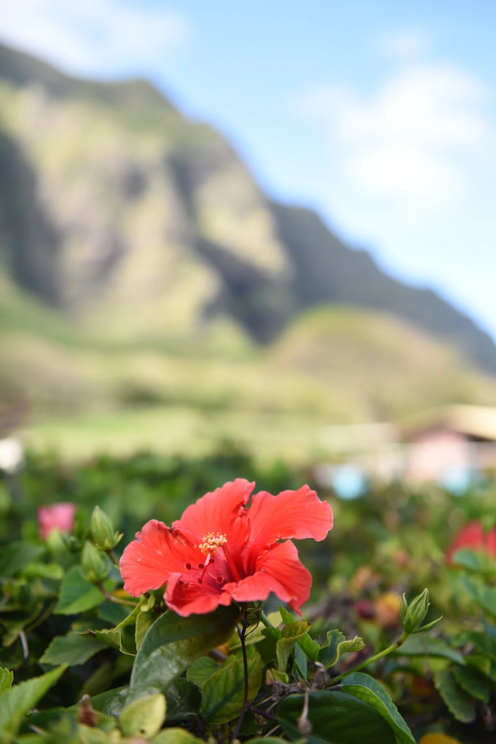 Hawaii2018-778.jpg