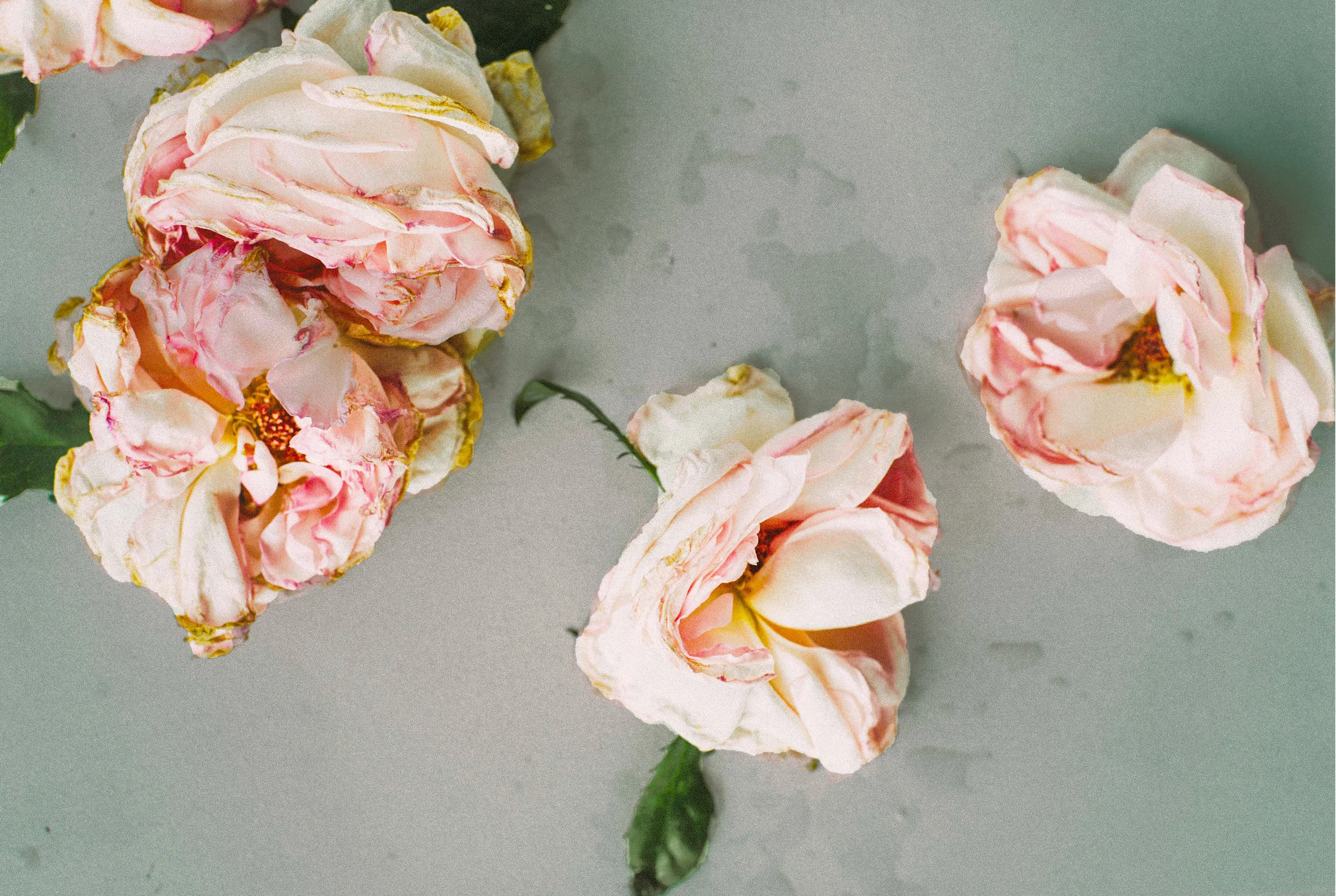 flower background.jpg