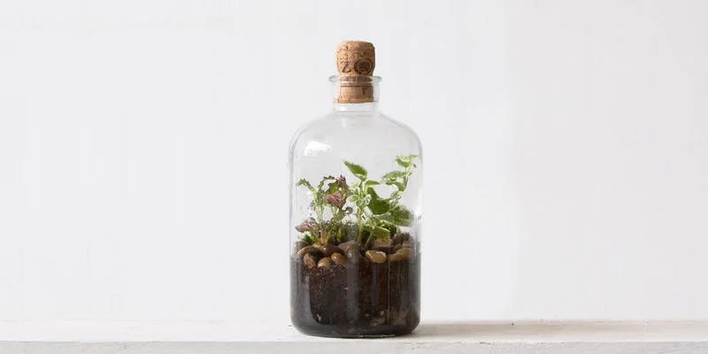 Terrarium Workshop.jpg