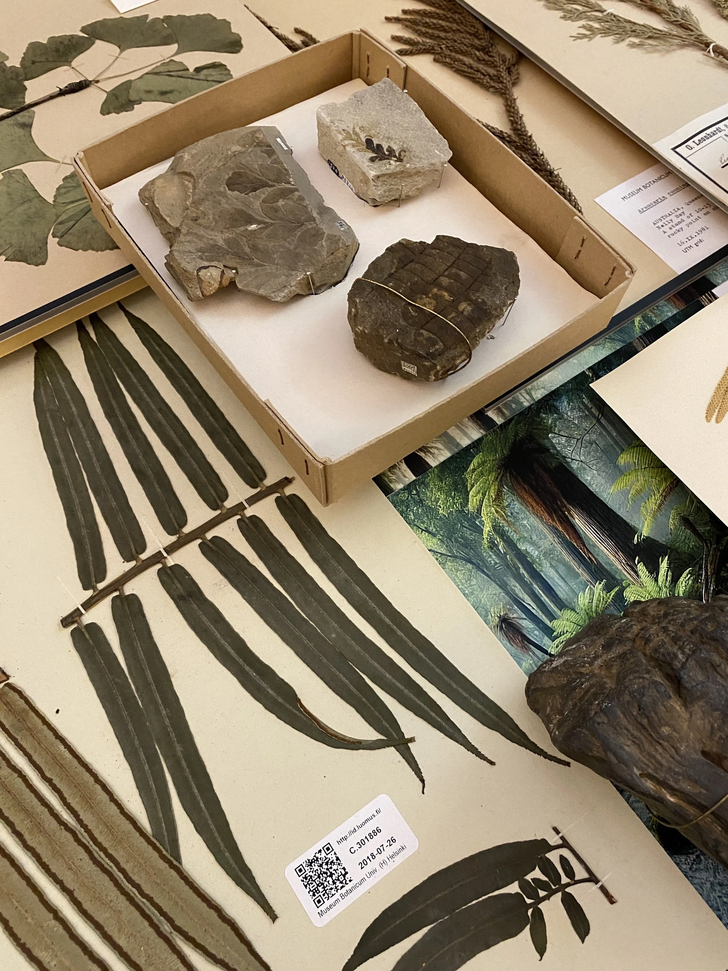 Raimo Saarinen, 201 300 000 vuotta sitten, 2024, detail: plant fossils and fern specimens