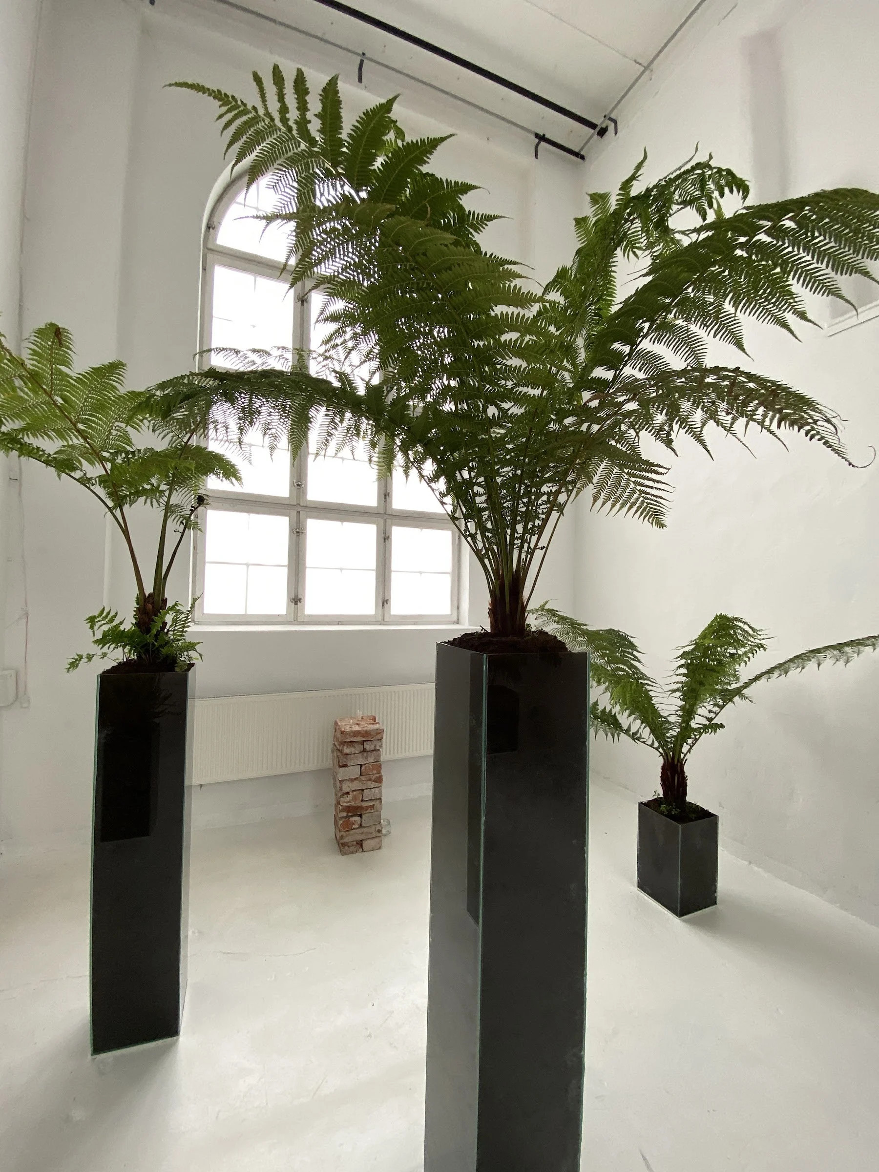 Tree ferns on black plinths by a window, Jurassic Forest