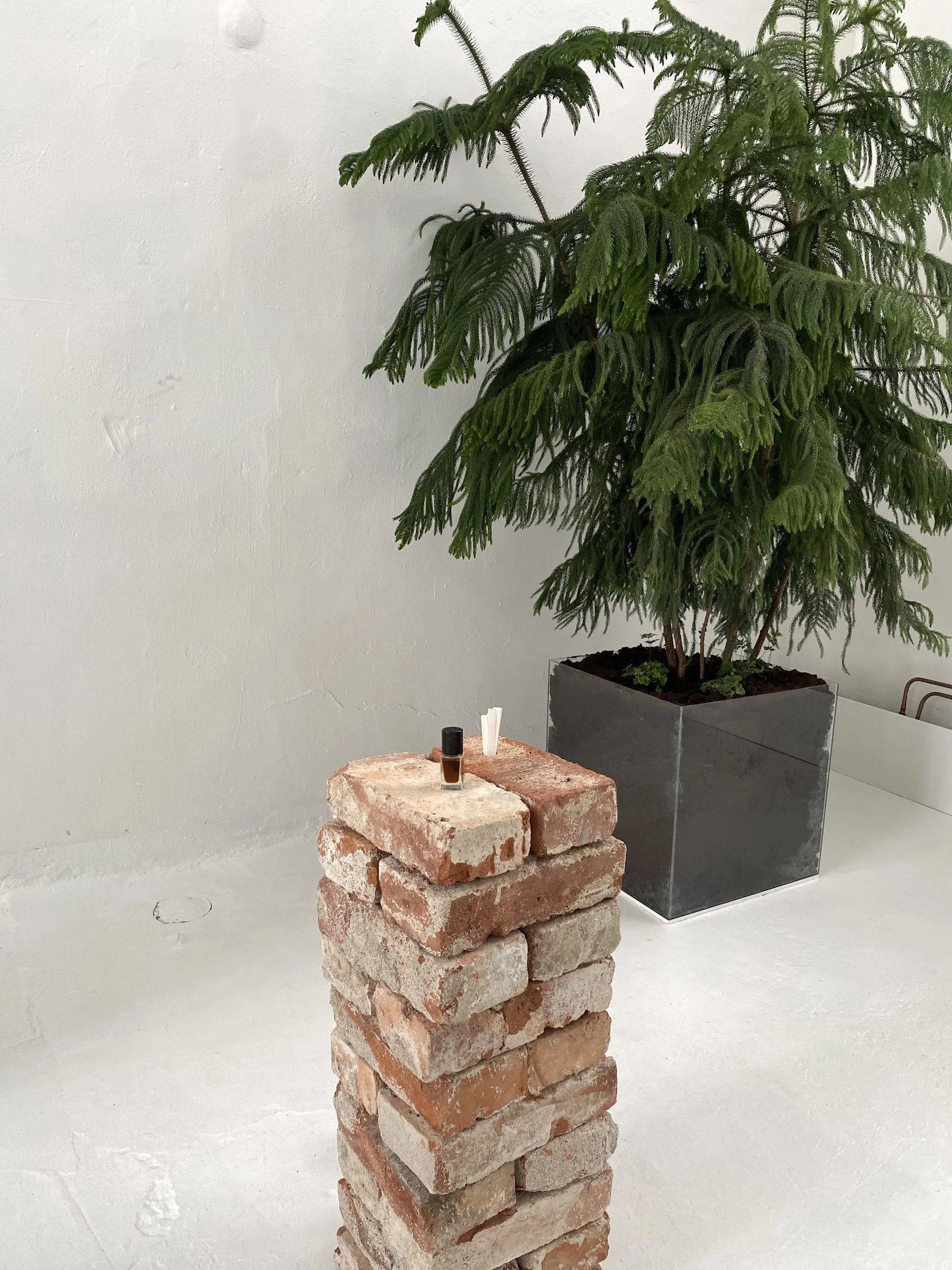 Brick column and a Norfolk Island pine, Jurassic Forest