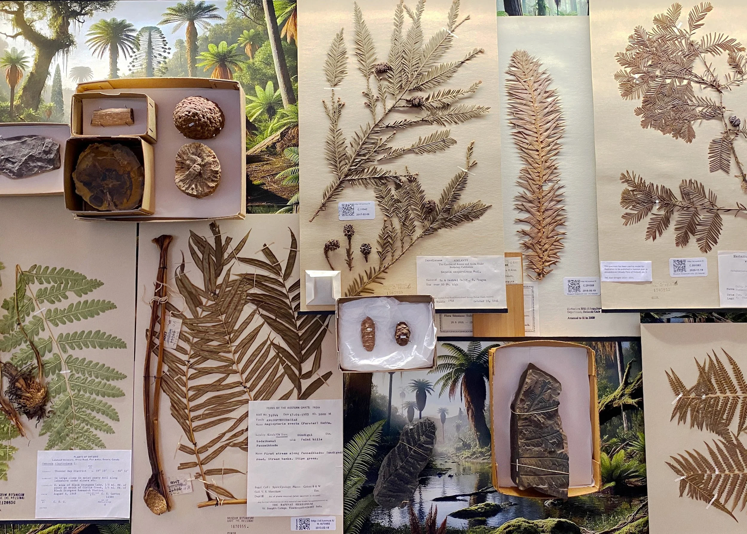 Raimo Saarinen, 201 300 000 vuotta sitten, 2024, detail: herbarium specimens, fossils and cones