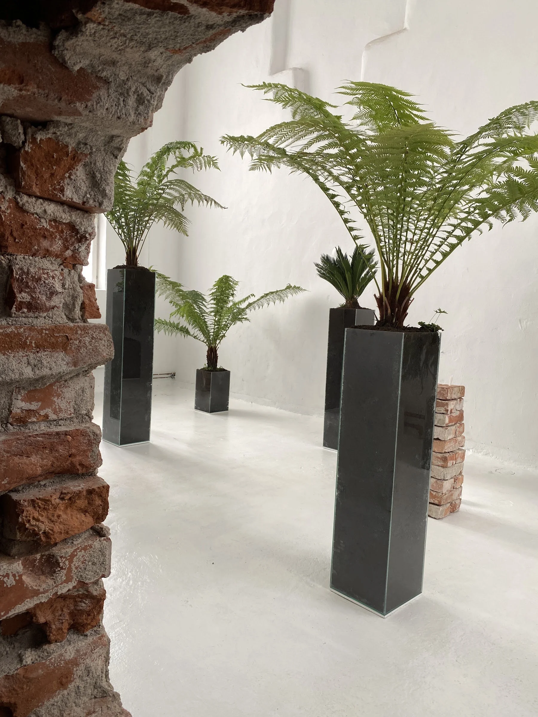 Brick wall edge and tree ferns, Jurassic Forest