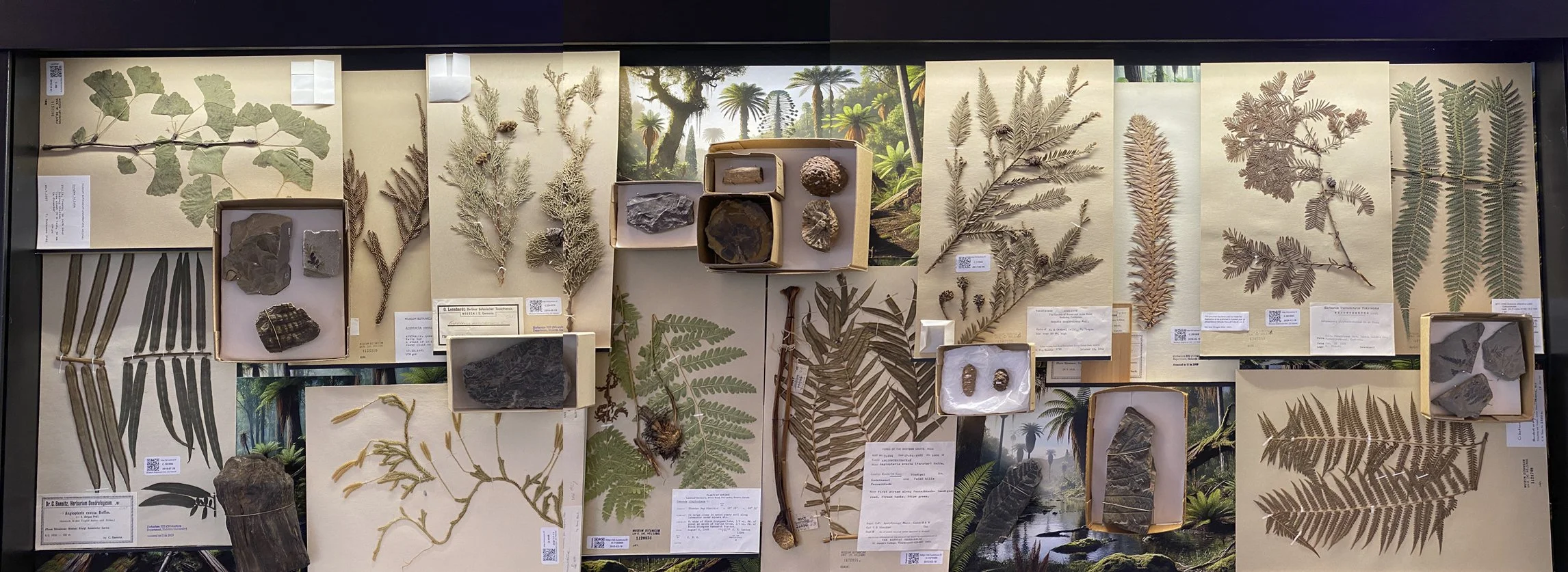 Raimo Saarinen, 201 300 000 vuotta sitten, 2024. The full display case: herbarium specimens, fossils and printed images of a Jurassic forest