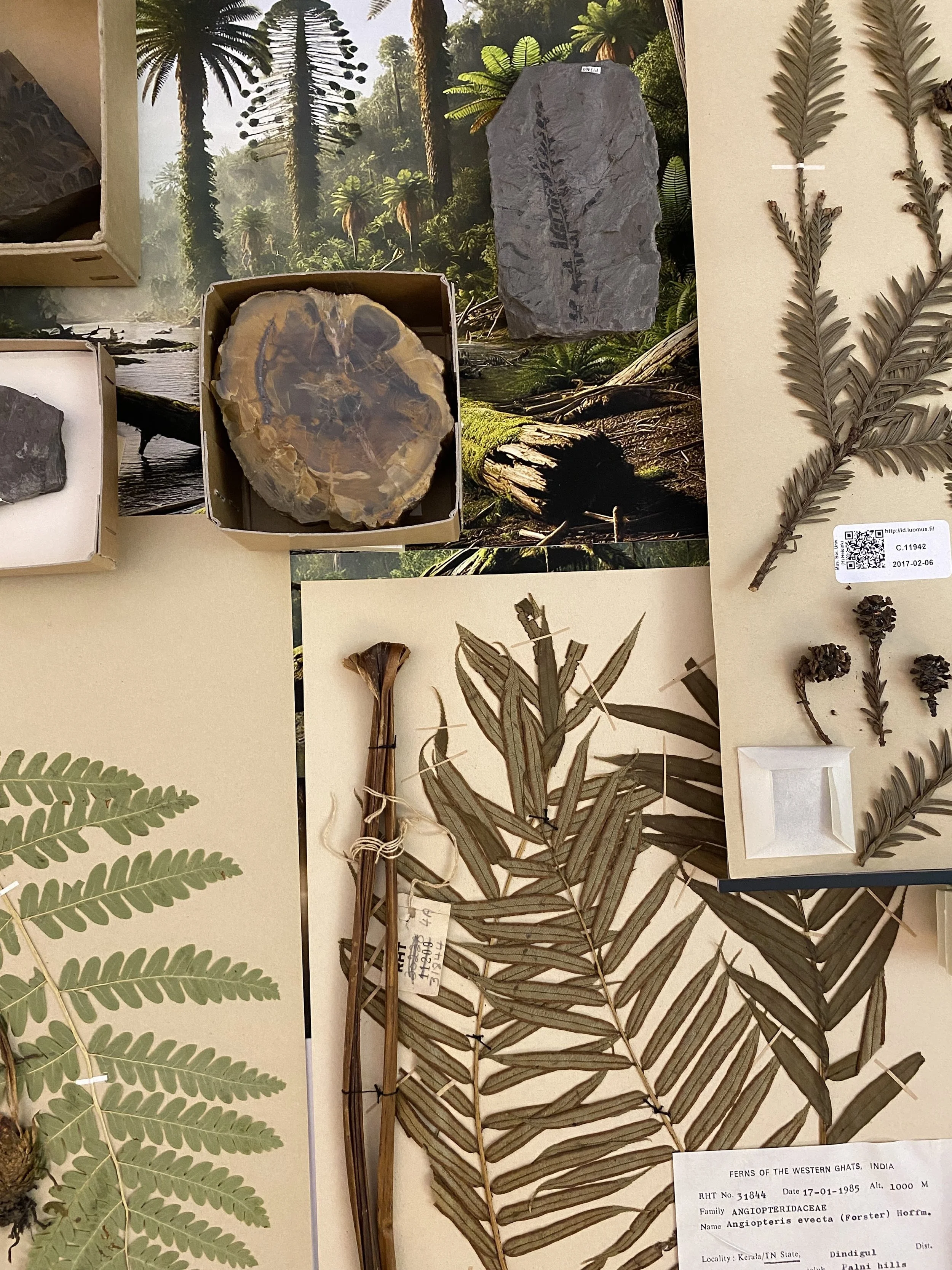 Raimo Saarinen, 201 300 000 vuotta sitten, 2024, detail: petrified wood, fossil and fern specimen