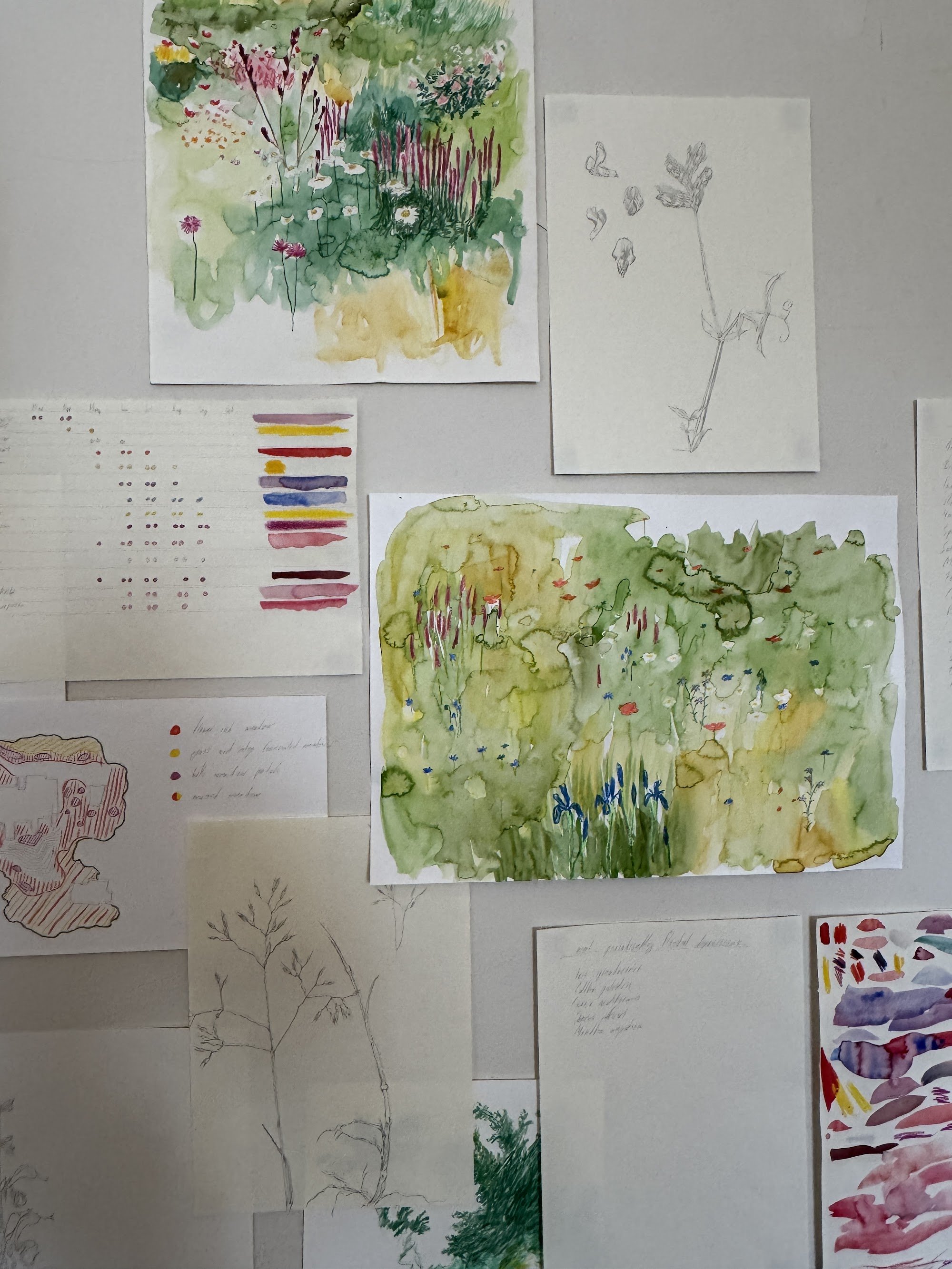 Watercolours and pencil drawings of a meadow and plants, with colour swatches, pinned to a wall