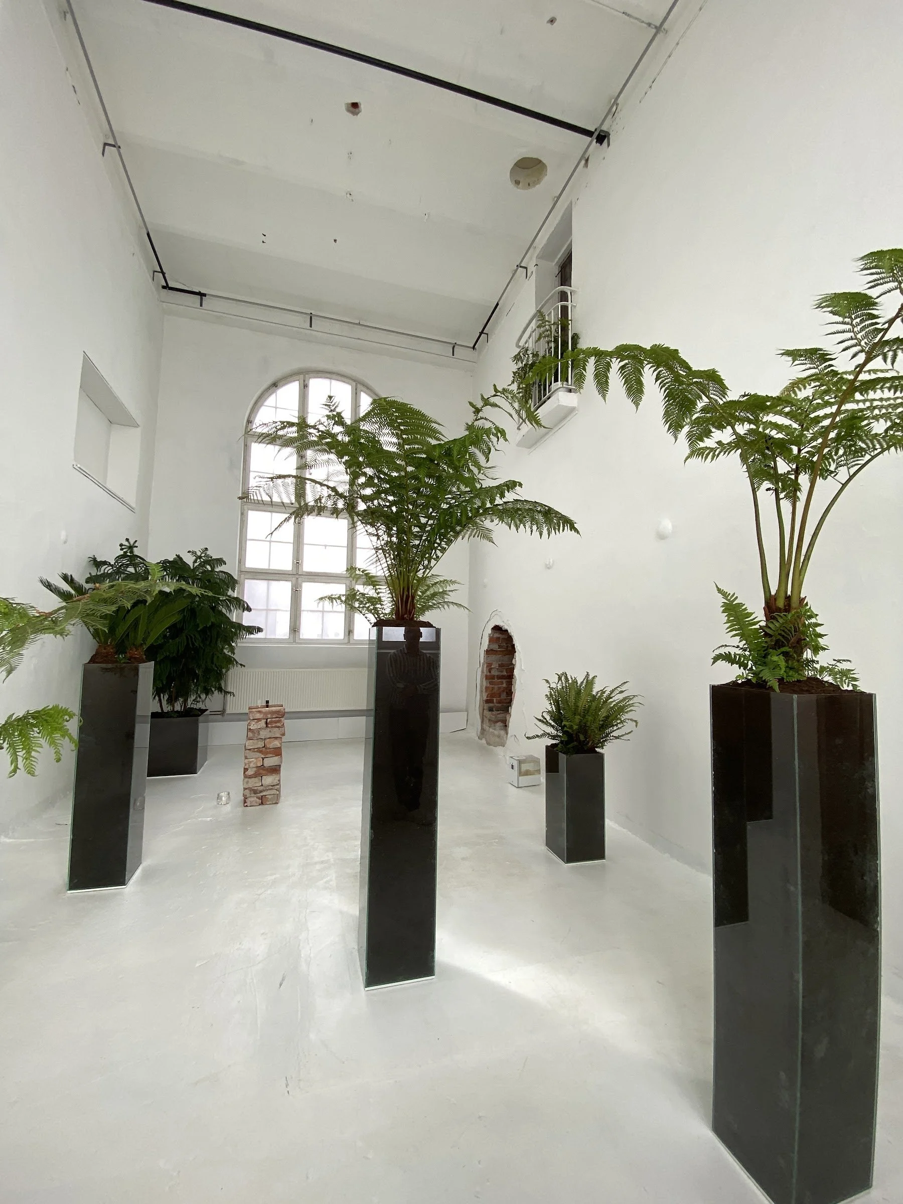 Jurassic Forest installation view: the whole white hall with plants on pedestals