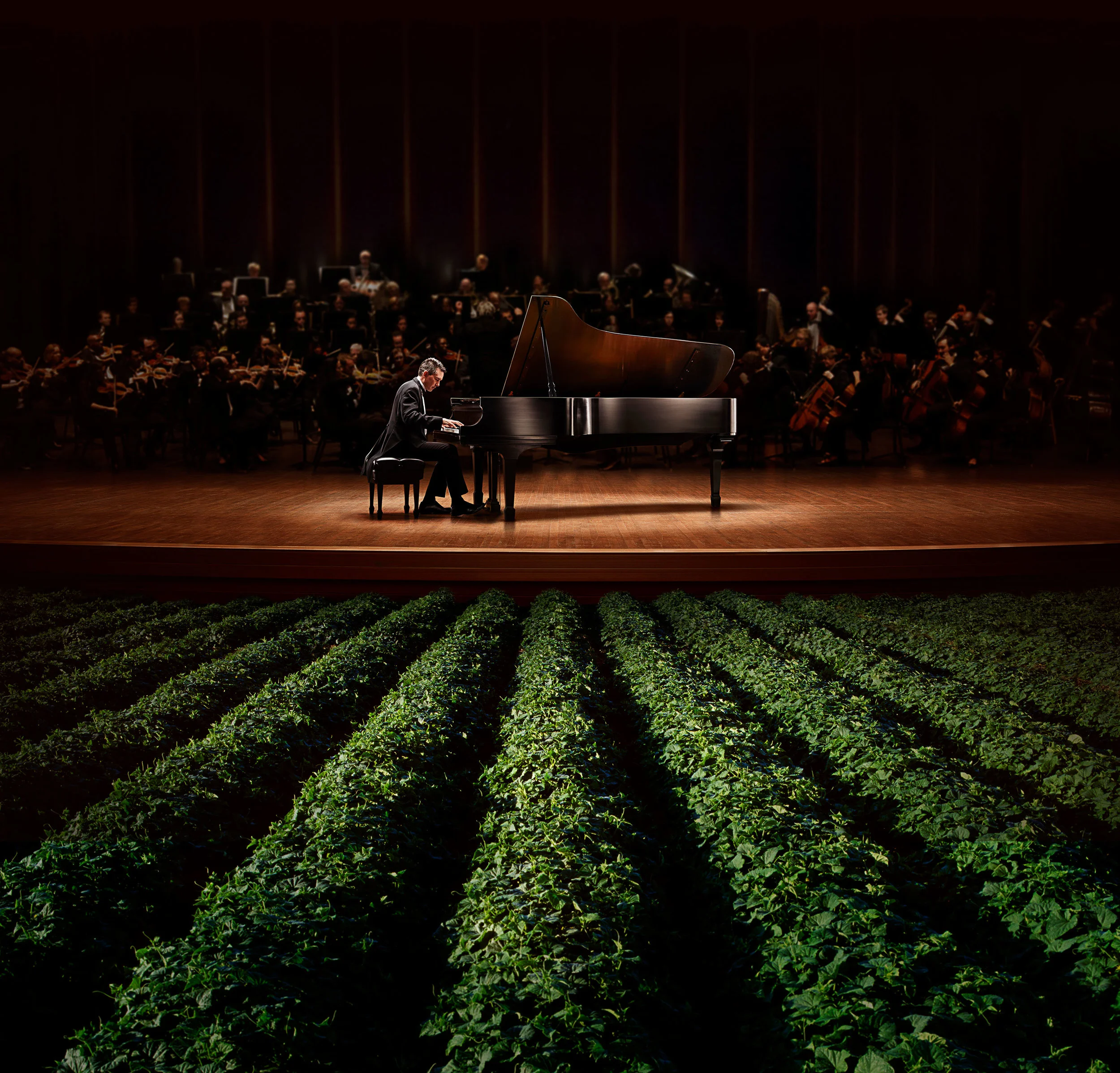 Orondis_Orchestra_piano_cucumber_web.jpg