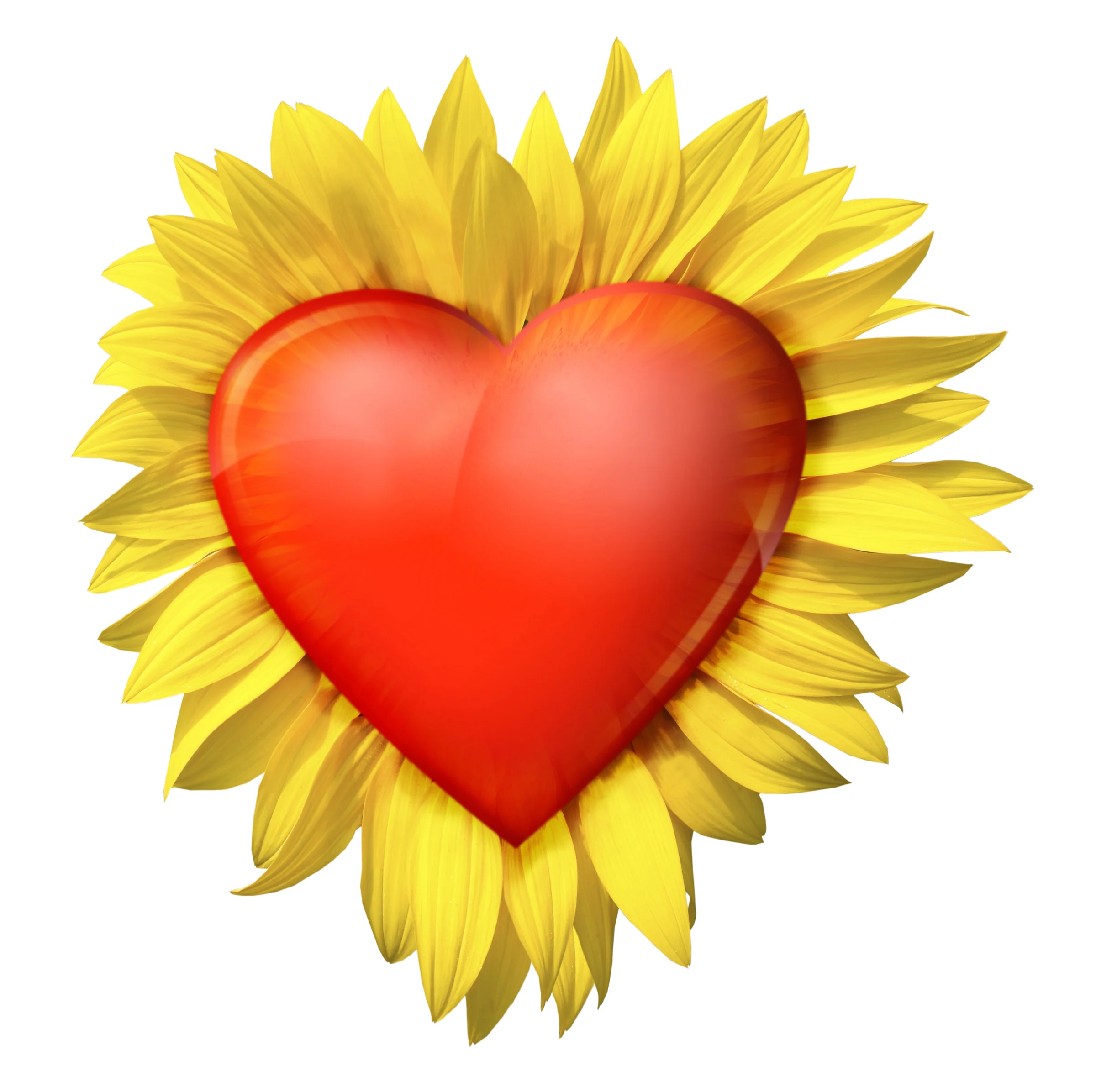 Sunflower_heart.jpg