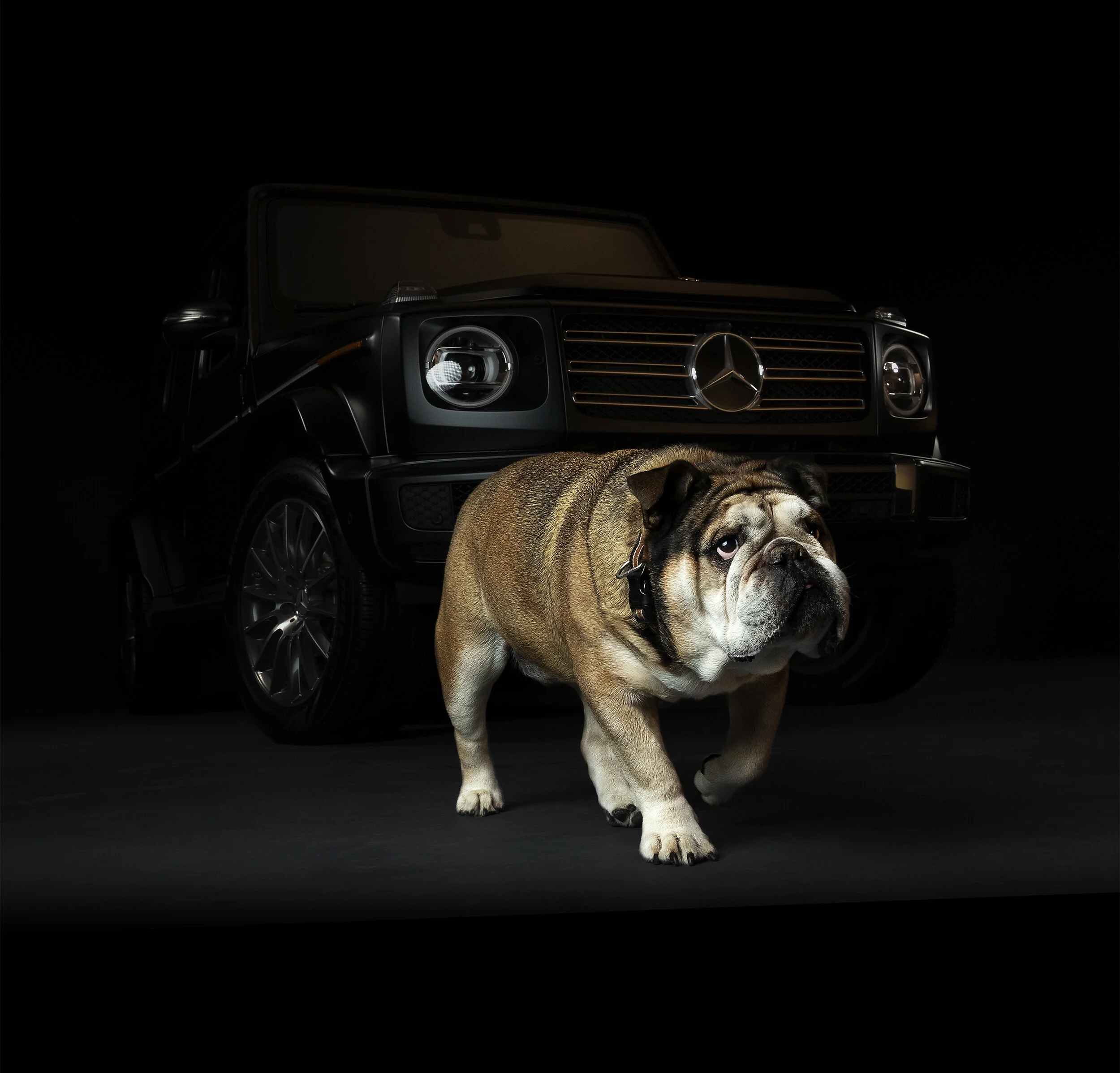 dogs_MBC_0003_Layer 3.jpg