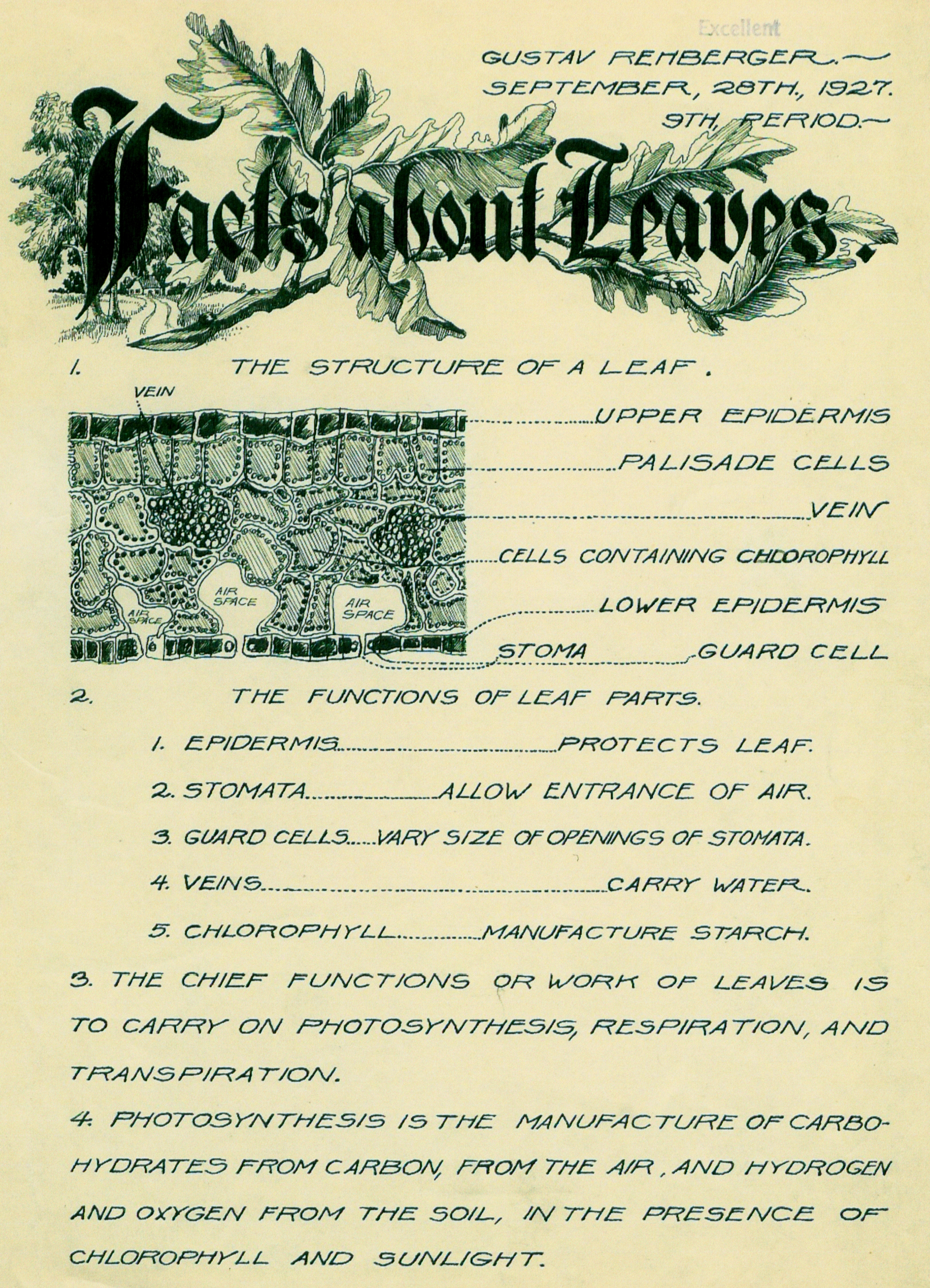 Sept 28, 1927 - Facts about Leaves - (Pen & ink, Wash)