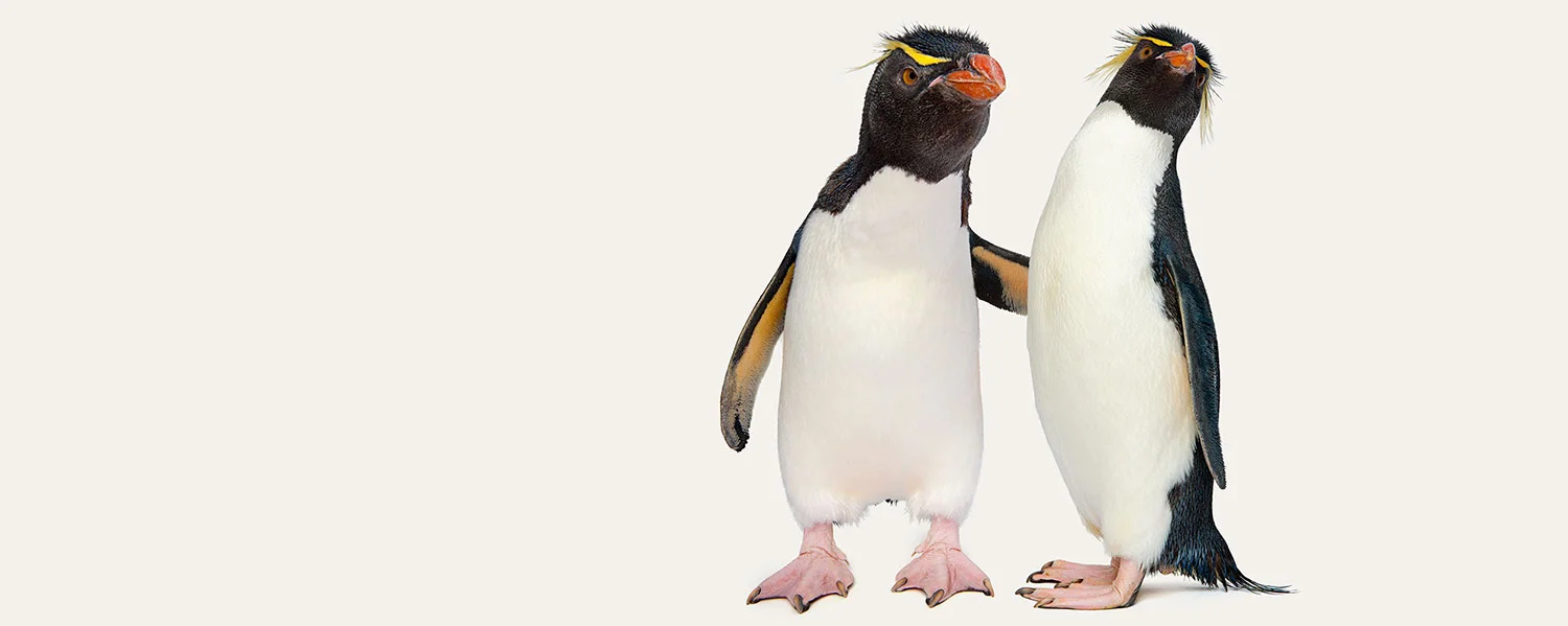 penguin-couple-teaser.jpg