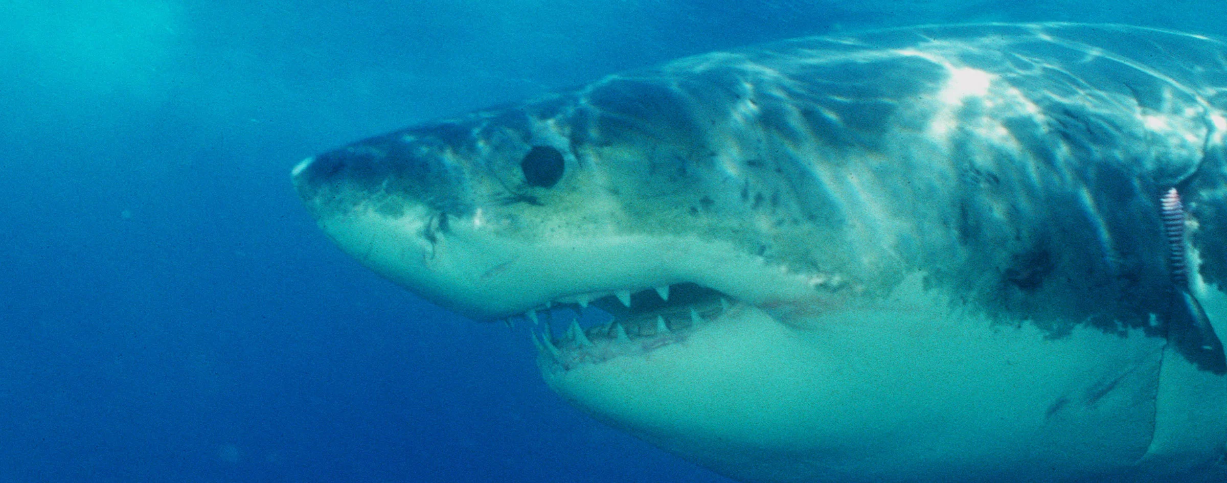 great-white-shark-stock.jpg
