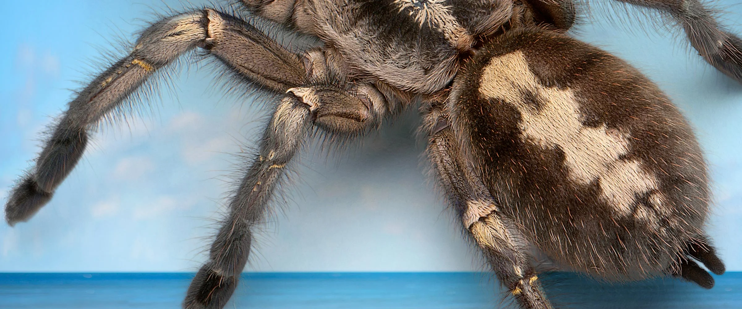 tarantula-at-beach-teaser.jpg