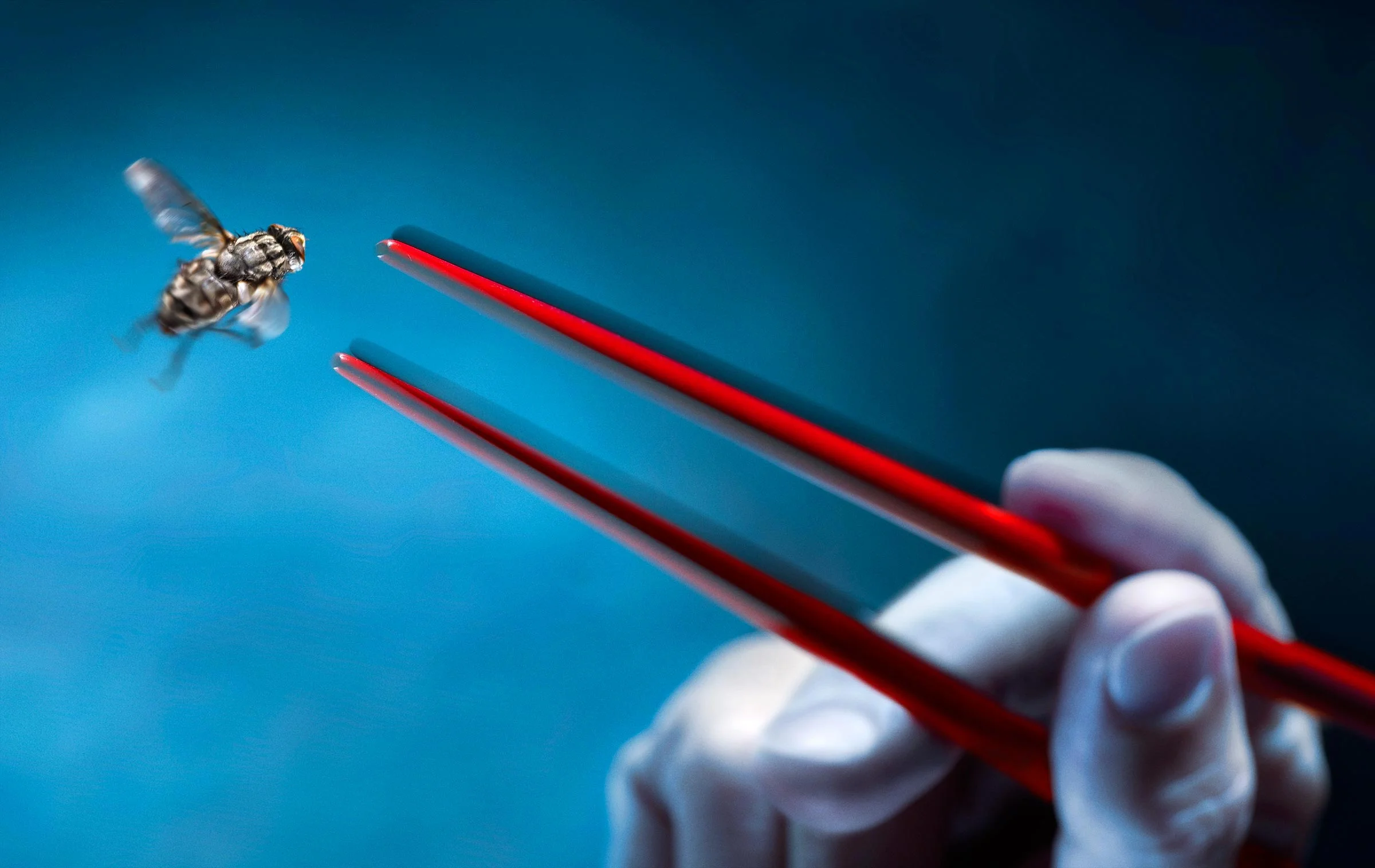 Will the chopsticks catch the fly?