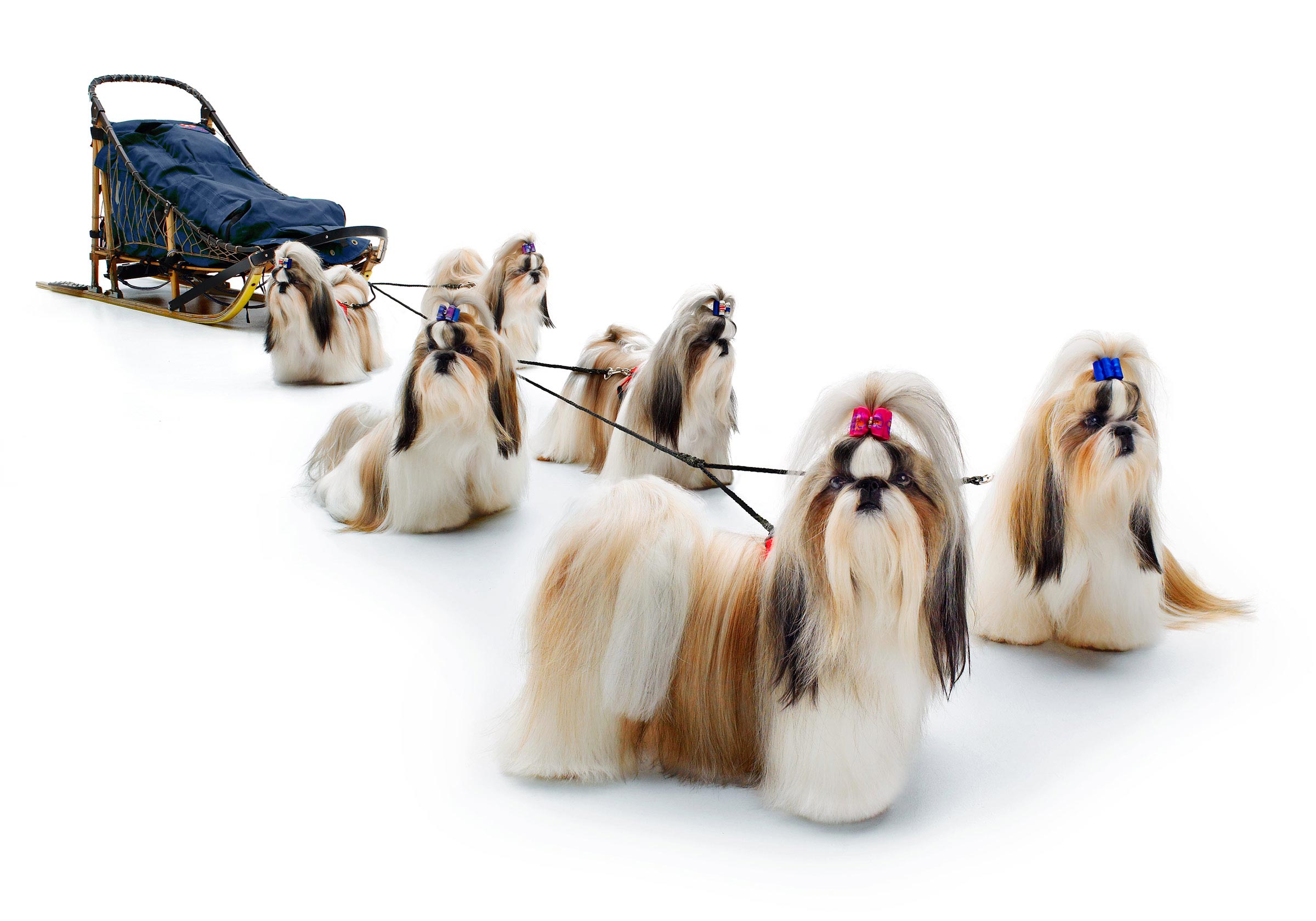 Lhasa Apso dog sled team?