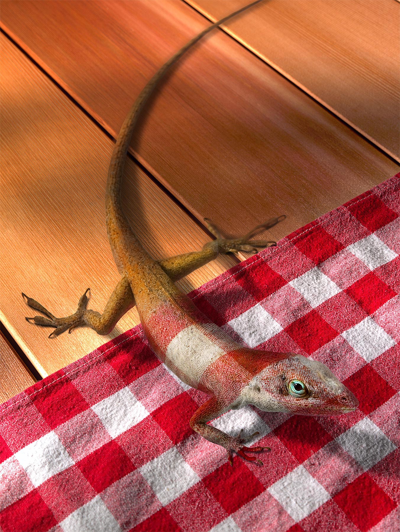 chameleon_blend-w-tablecloth.jpg