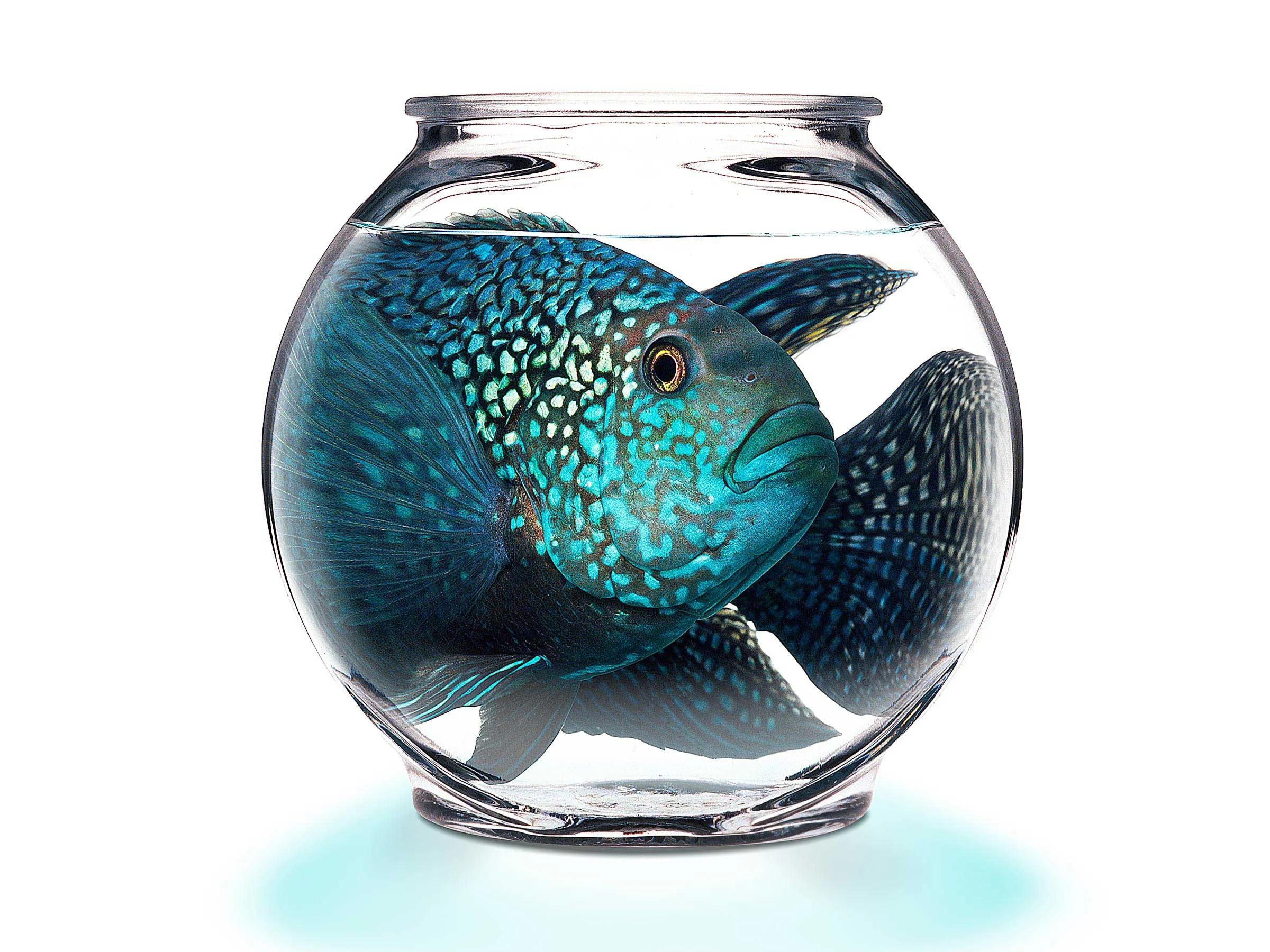 Fleet Bank underwriting the expansion of the New England Aquarium. This was actually created from three shots. Two shots of the fish photographed in a fish tank, and one shot of an empty bowl. _________________________________________________________