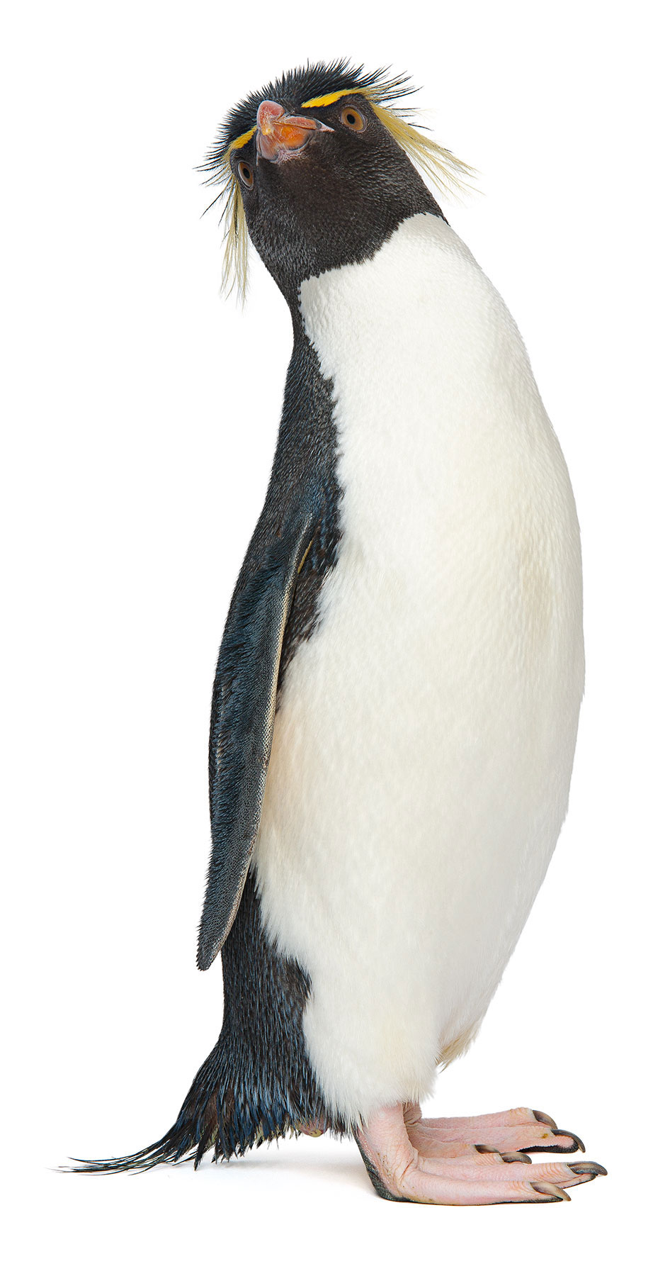  Pro Bono campaign with  Mullen Advertising  for the  New England Aquarium’s  penguin extravaganza. &nbsp;Check out the   BLOG   for some interesting tidbits and video, _________________________________________________________   