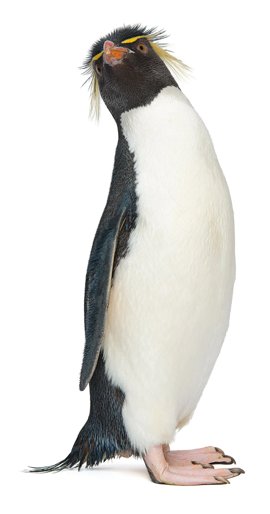 Pro Bono campaign with Mullen Advertising for the New England Aquarium’s penguin extravaganza. Check out the BLOG for some interesting tidbits and video, _________________________________________________________