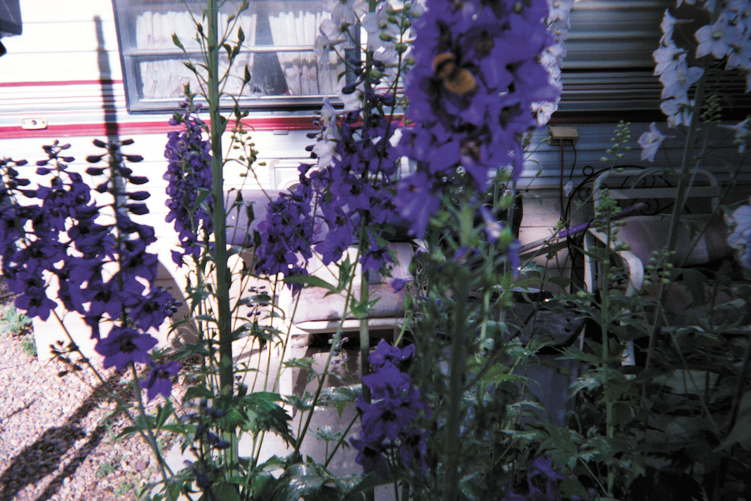 Raelene’s garden