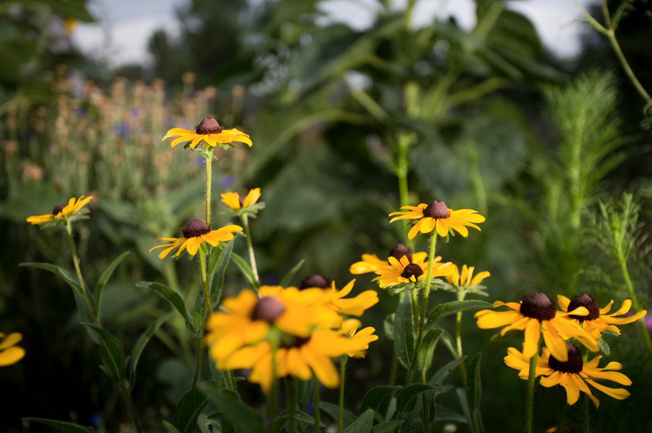 In Your Own Words — July 2019