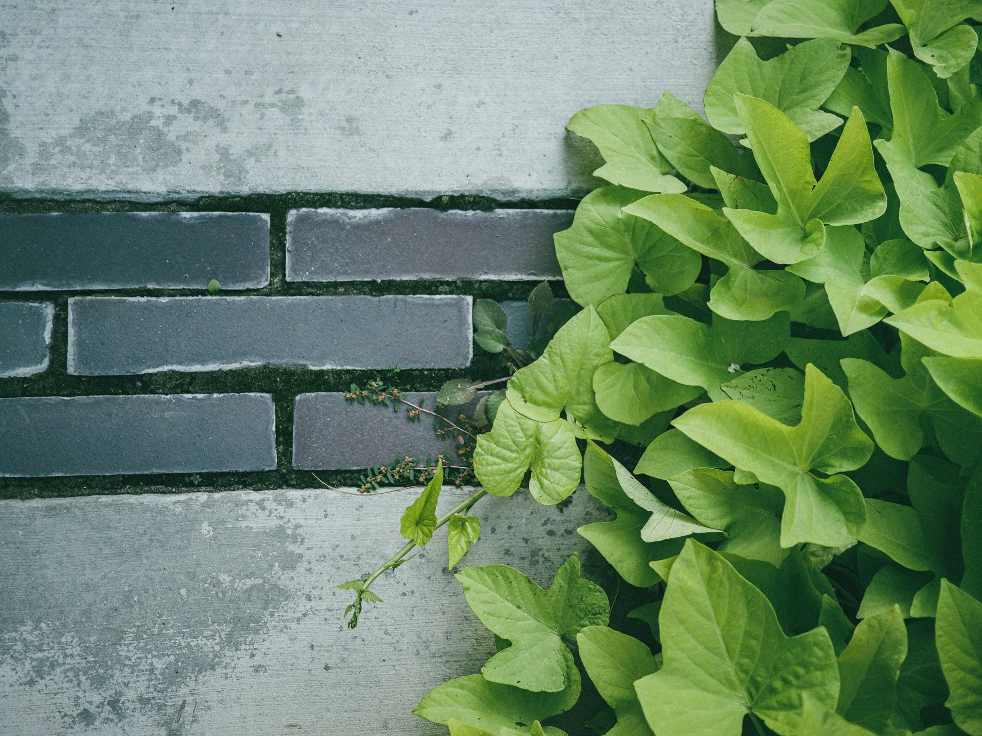 Copy of P1200688.JPG