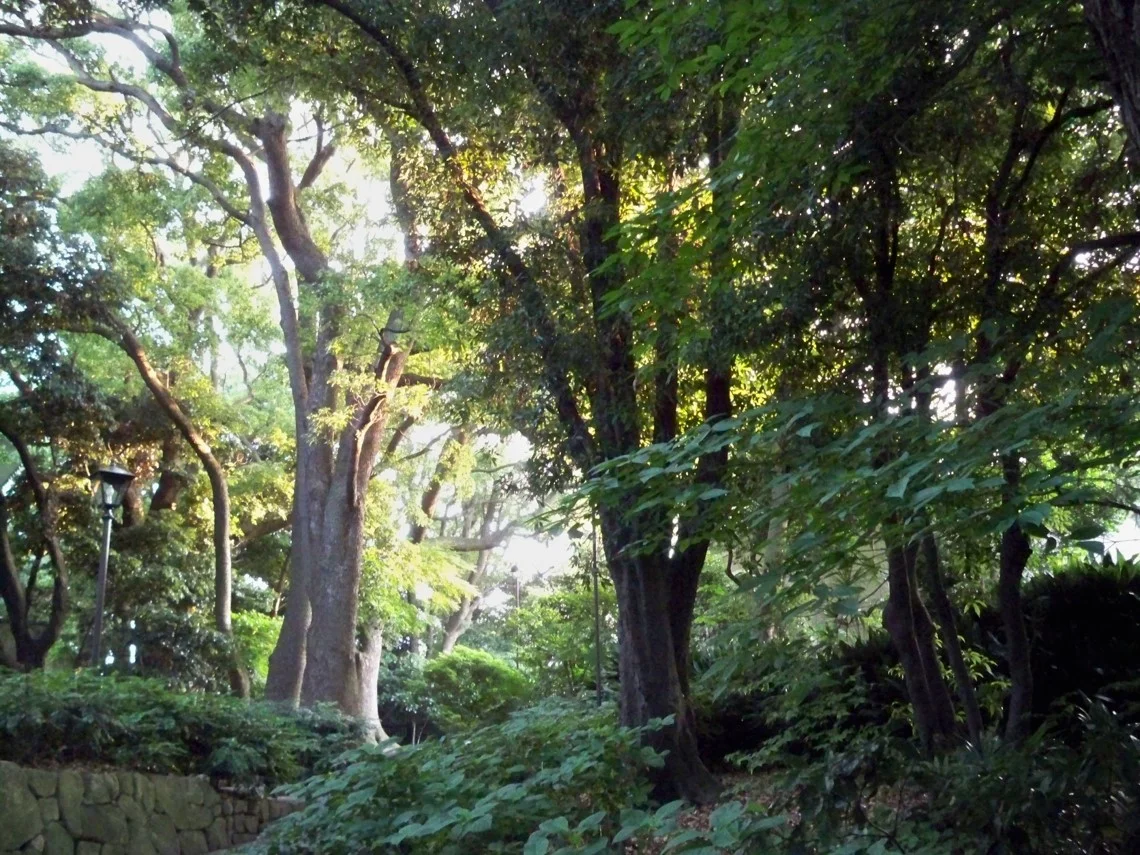 Motomachi Park Trees.jpg