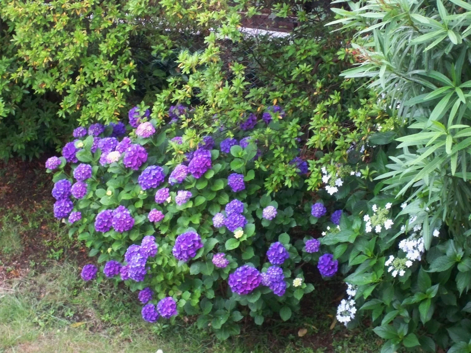 My hydrangeas in Yokohama.jpg