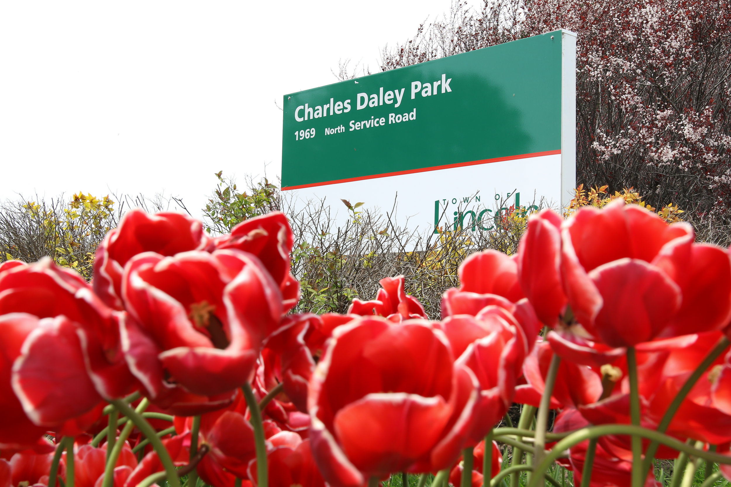 Charles Daley Park.jpg